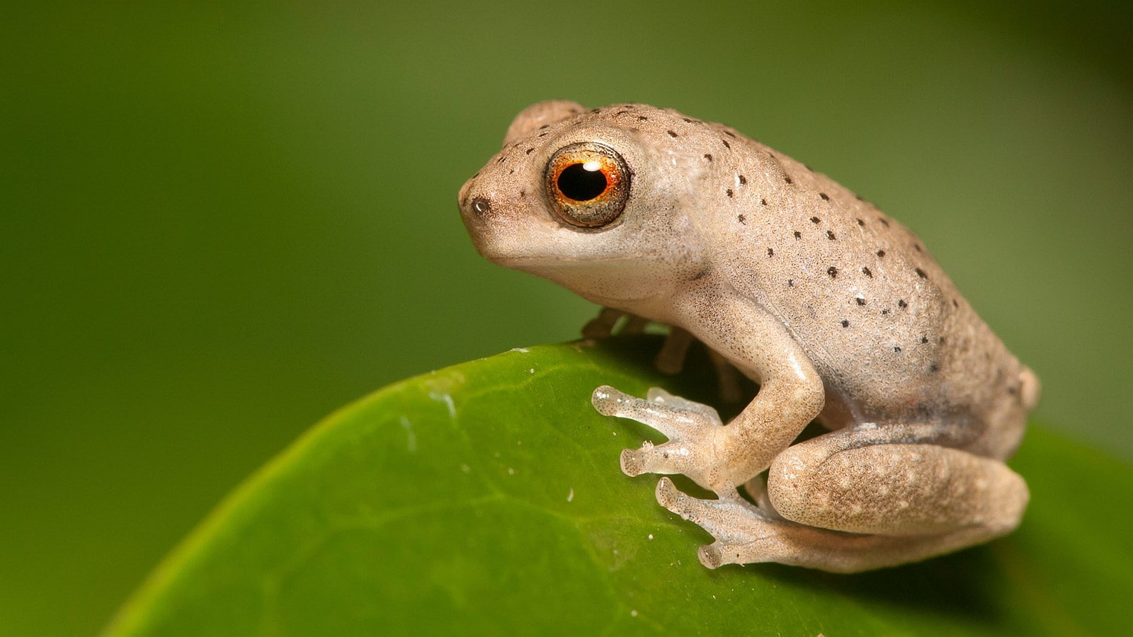 frog