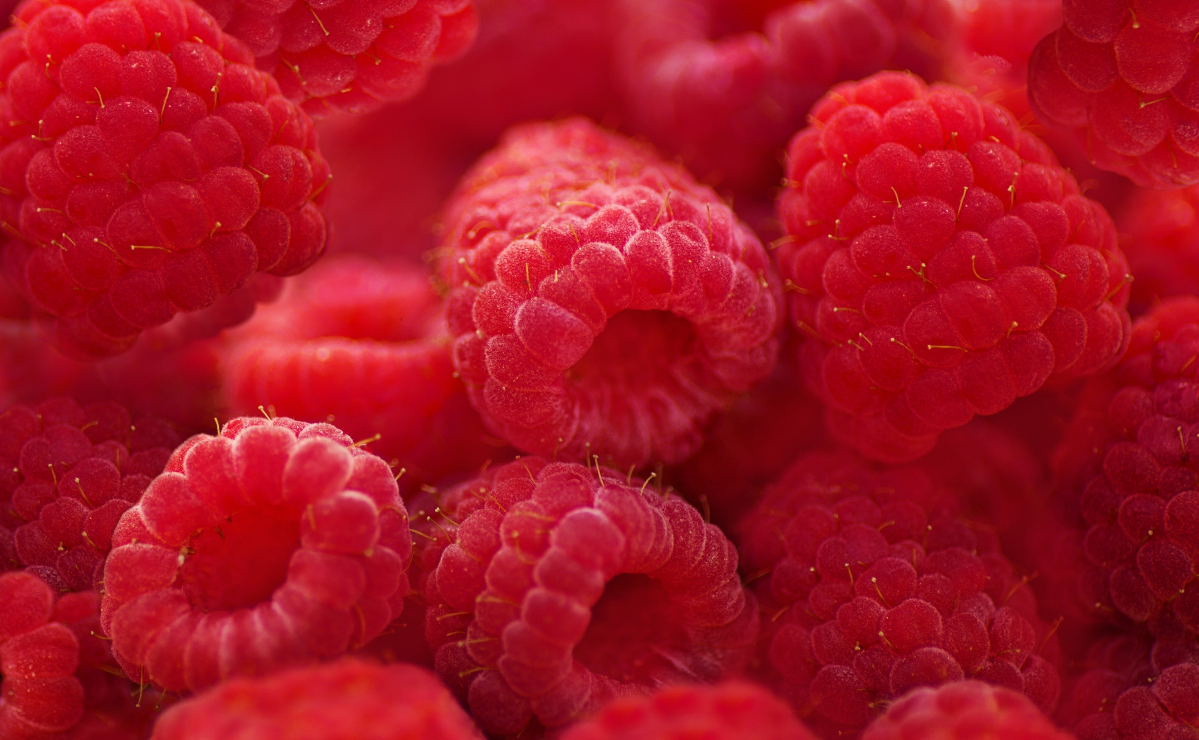 Raspberries Macro HD Wallpaper, raspberry fruits, Food and Drink