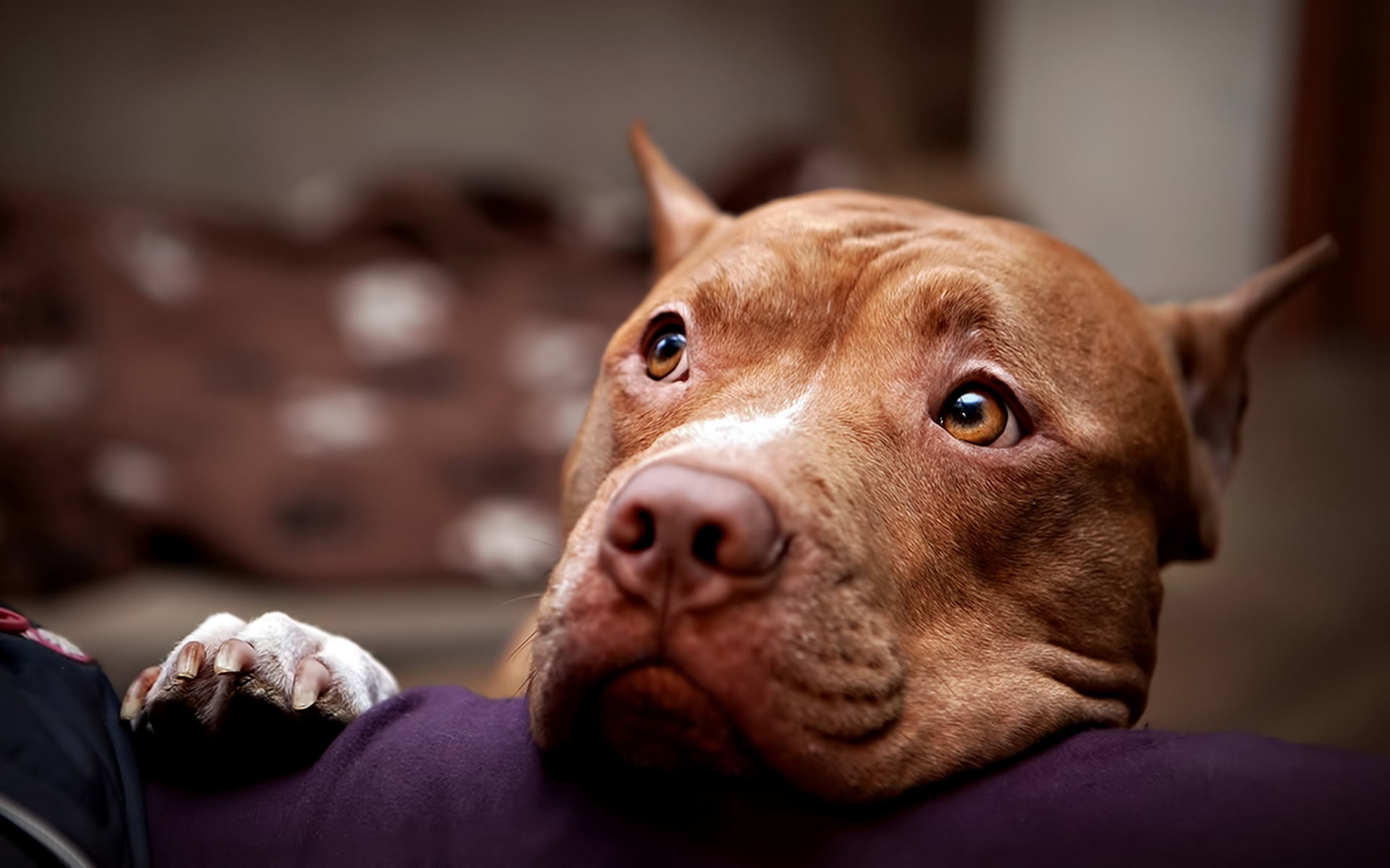 short-coated brown dog, pitbull, face, eyes, sadness, pets, animal