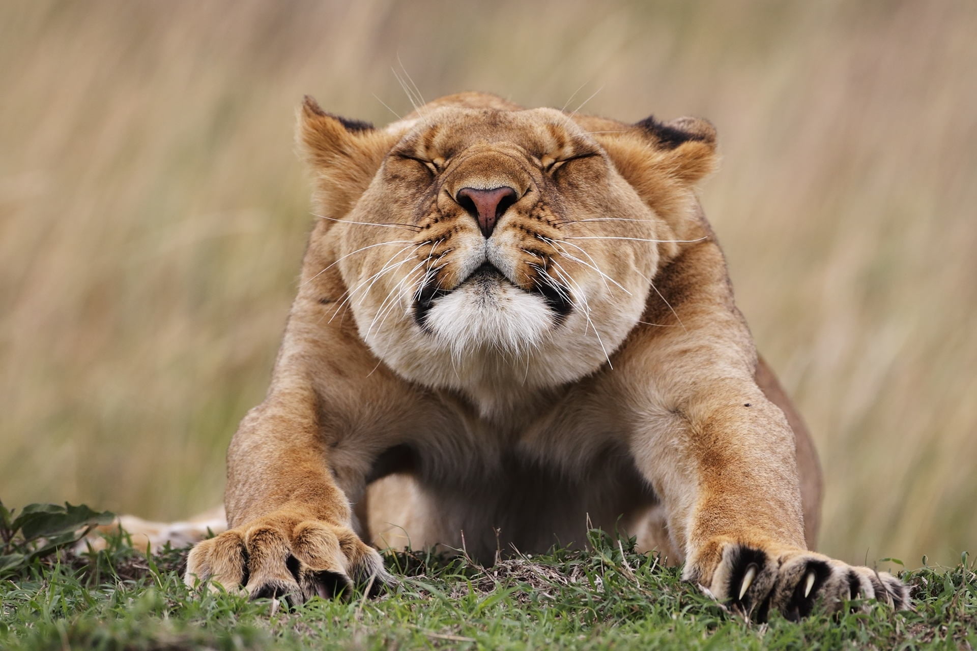 brown feline, lioness, morning, stretches, predator, undomesticated Cat