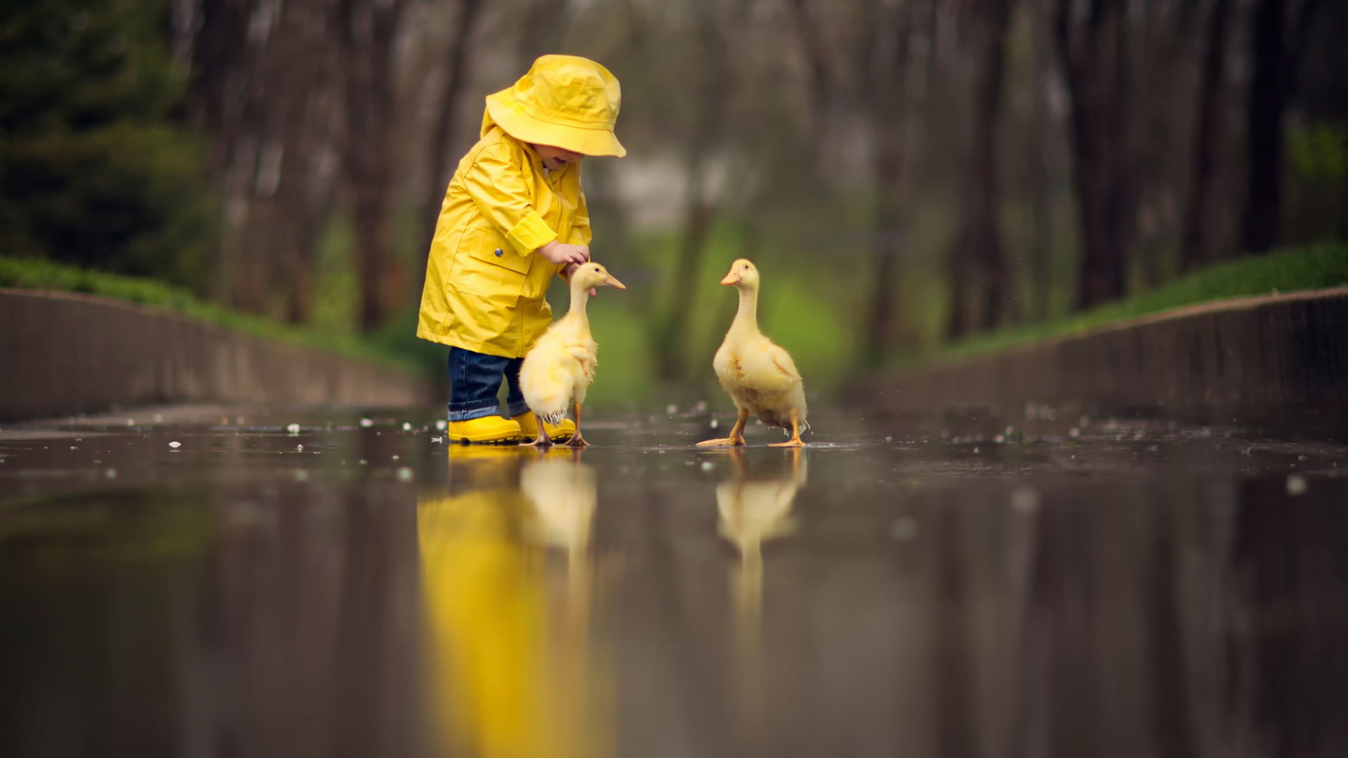 Small child with ducks, water, childhood, bird, vertebrate, yellow