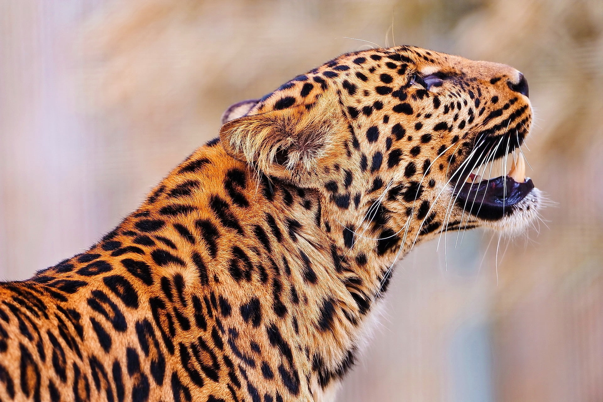 black and brown tiger, leopard, jump, muzzle, predator, wildlife