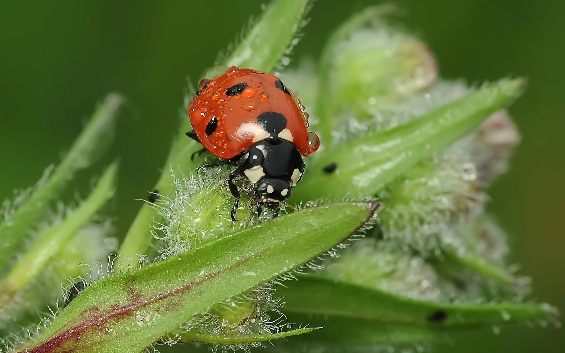 ladybug