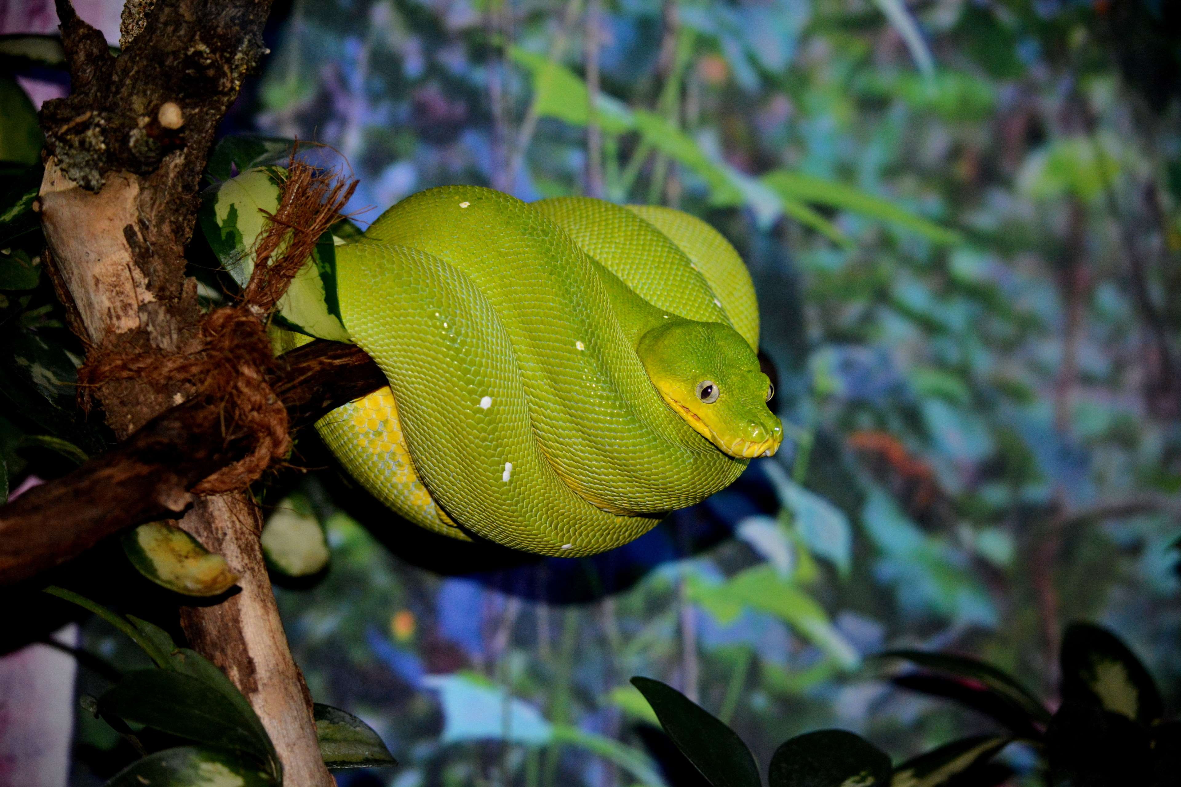 animals, green, nature, python, snake, tree python, animal wildlife