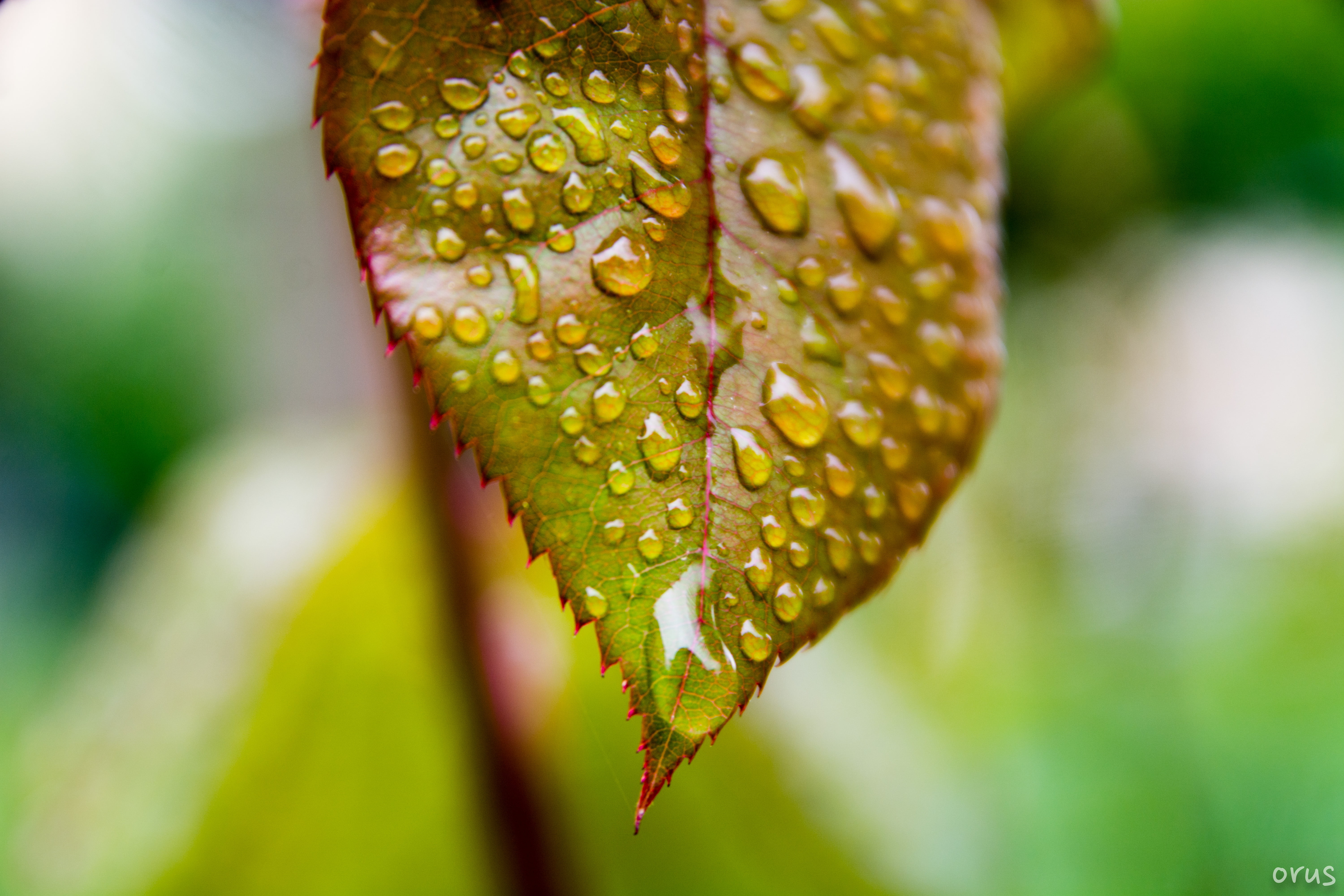 close up photo of leaf with water dew, spring rain, d7100