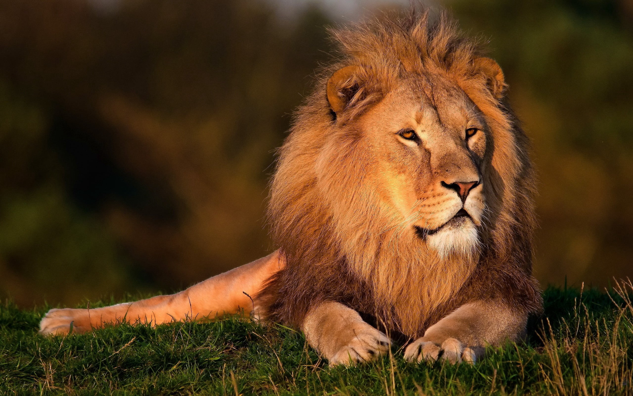 brown lion, grass, king animals, mane, lion - Feline, wildlife