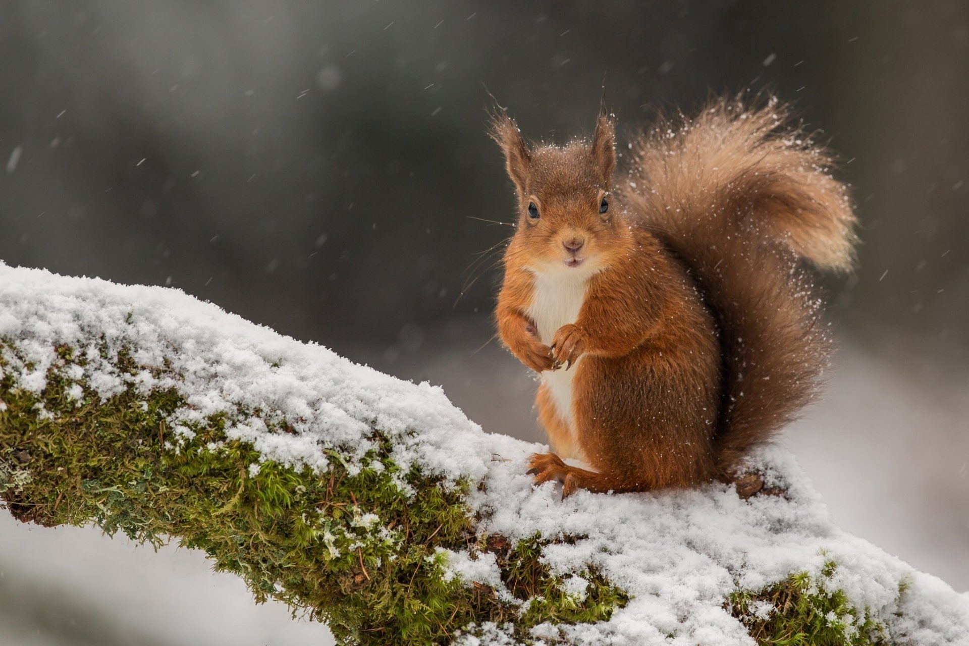 Animal, Squirrel, Rodent, Snow, Wildlife, Winter