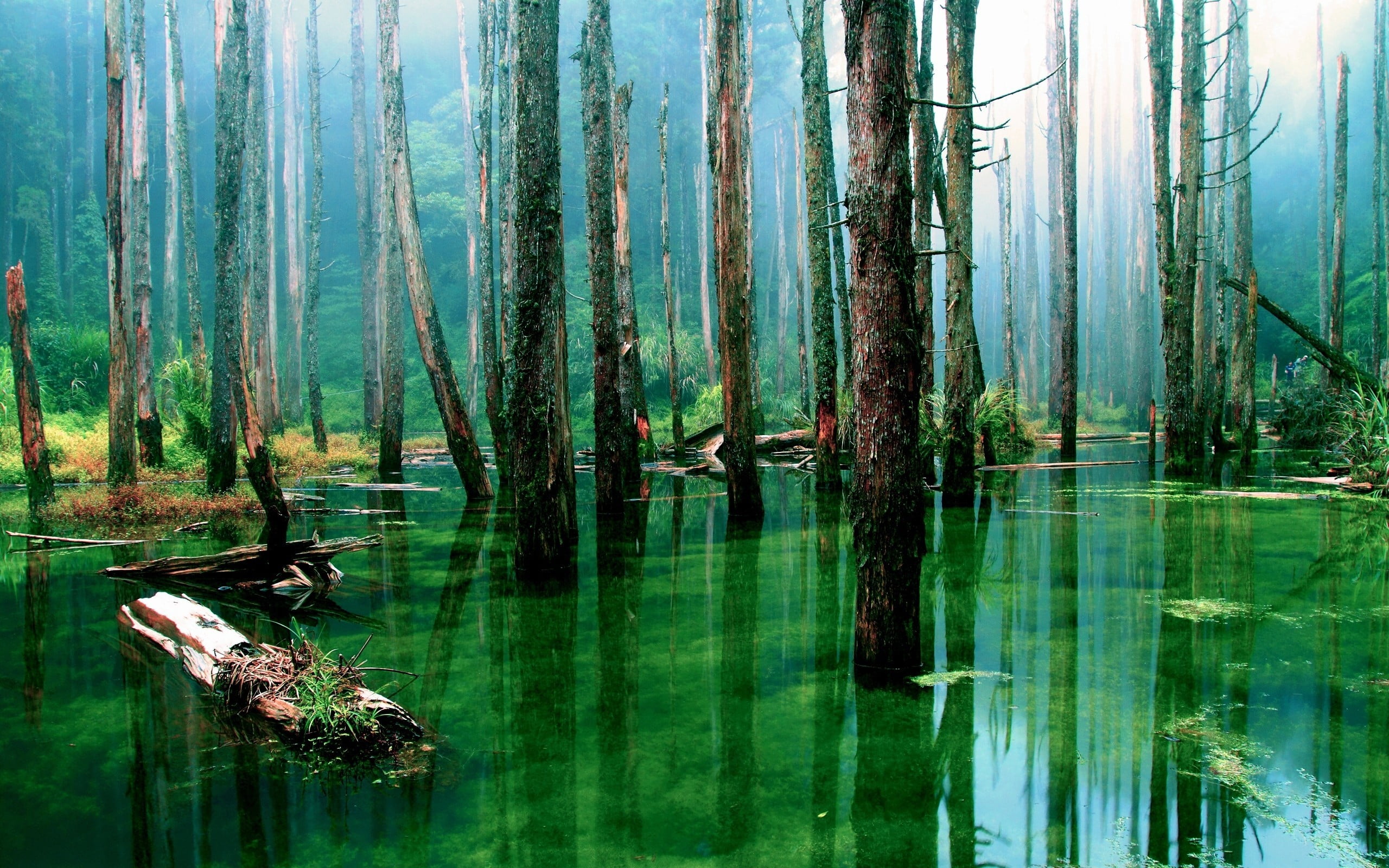 brown trees standing on green water rainforest photo, swamp, nature
