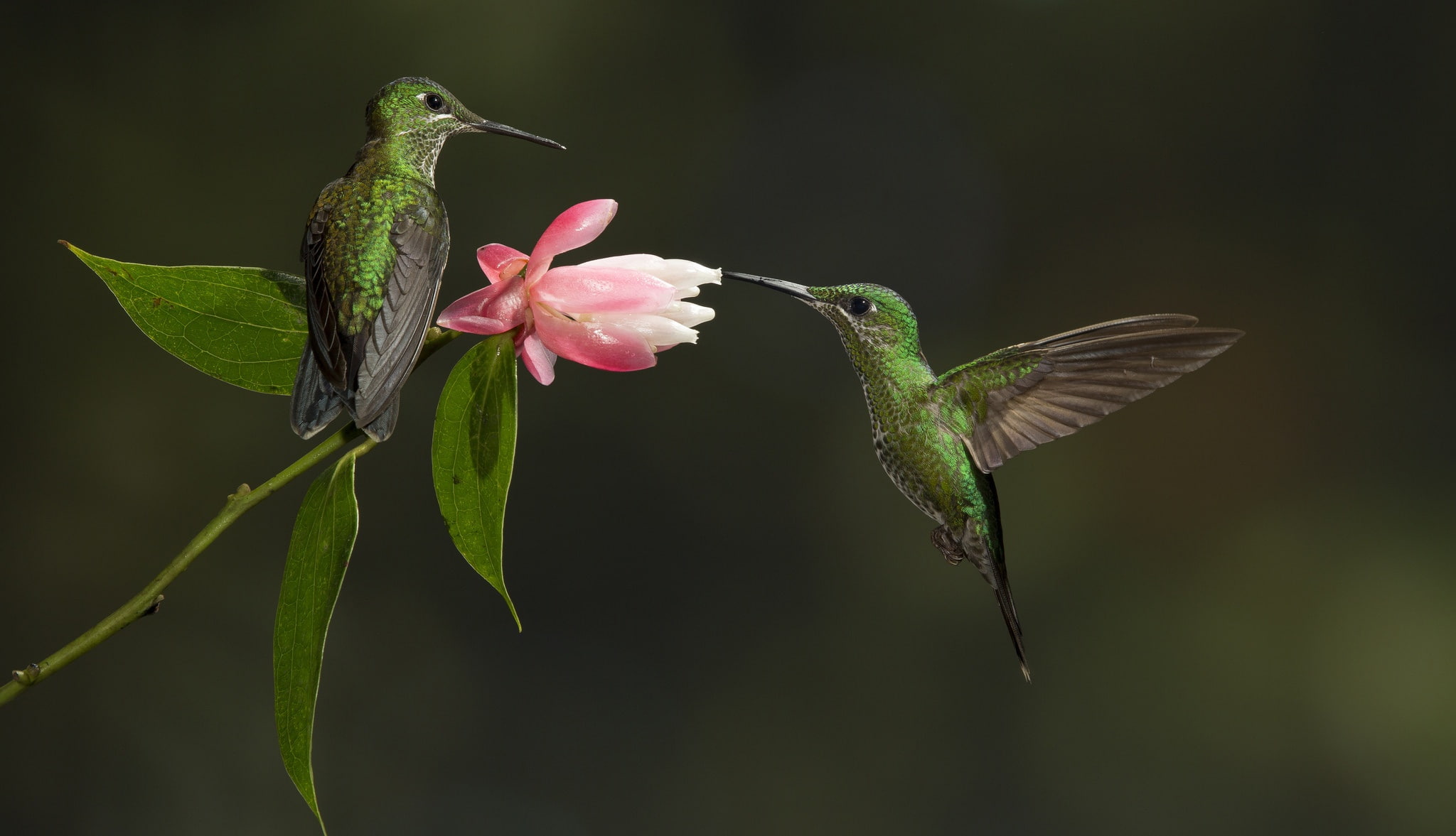 bird, flower, hummingbird, pair