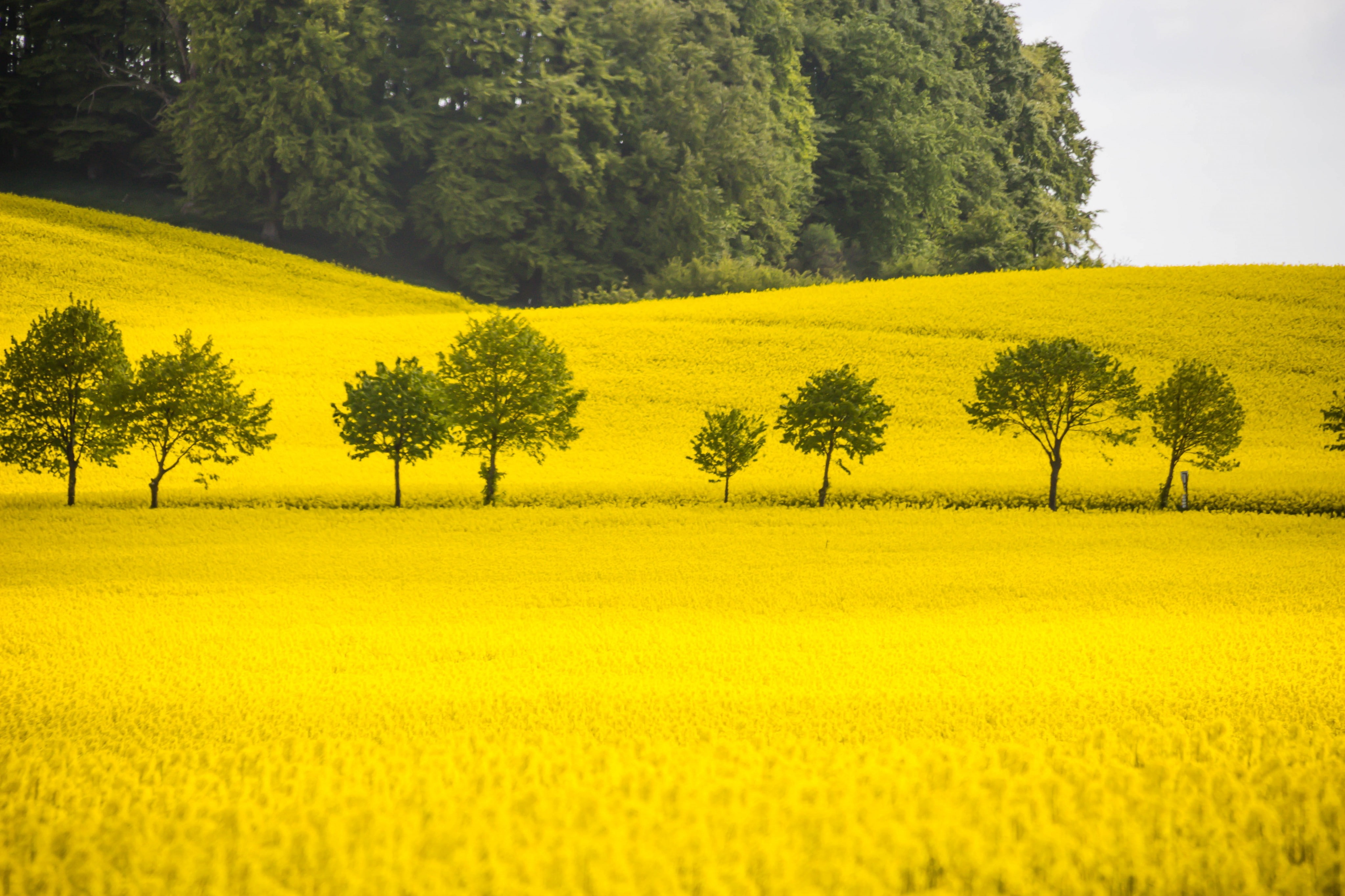 nature, trees, field, yellow, plant, beauty in nature, growth