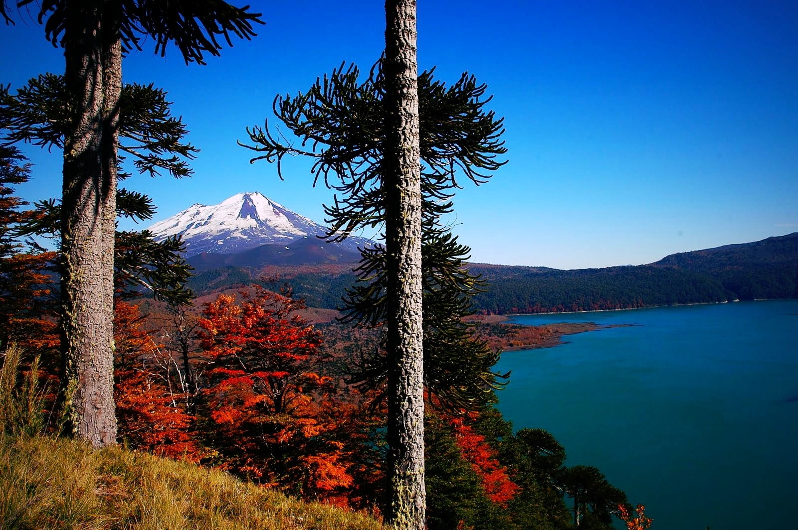 gray tree, volcano, Chile, forest, lake, fall, snowy peak, trees