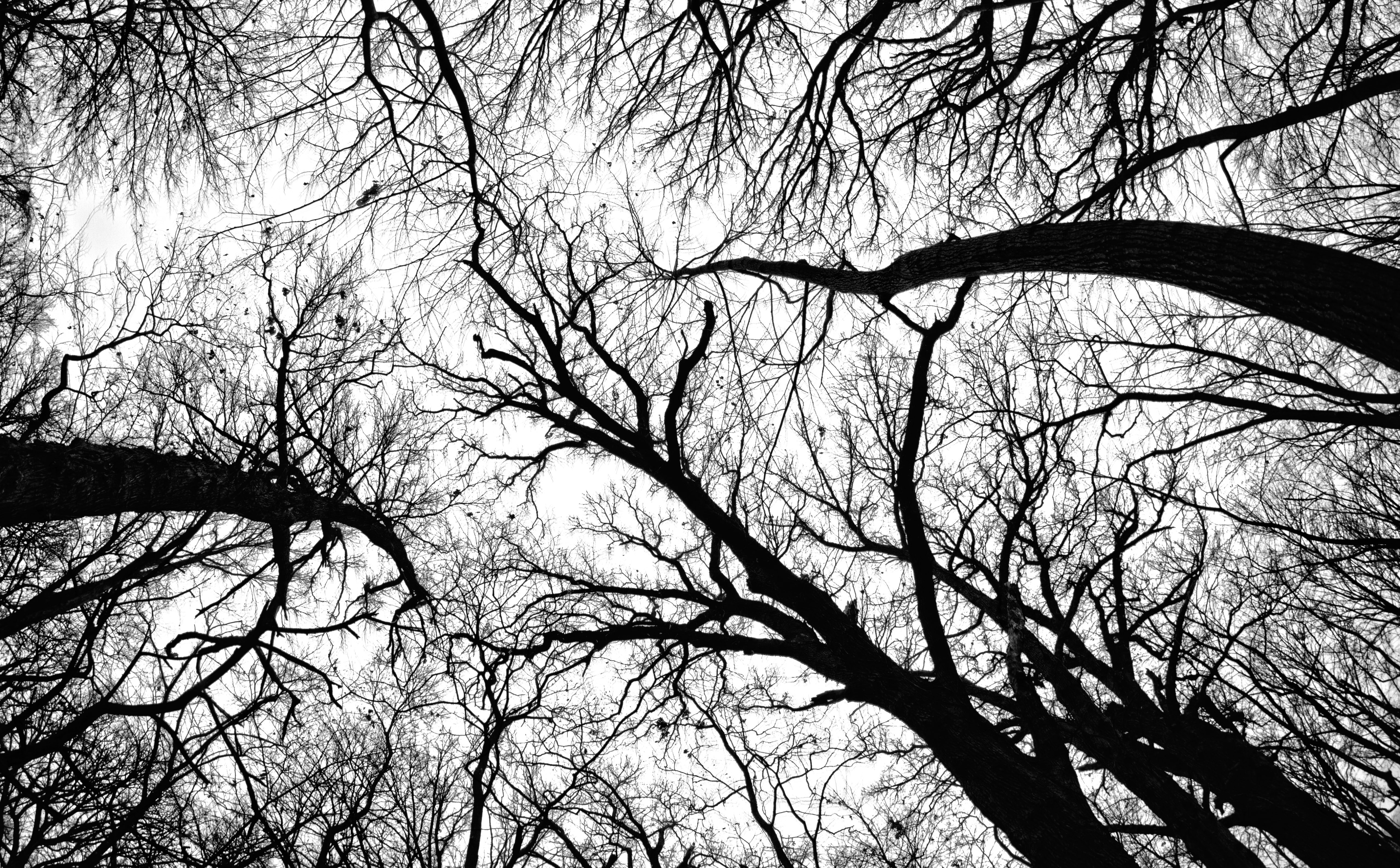 Pecan Grove Black And White, black forest, Dark, Travel, Nature