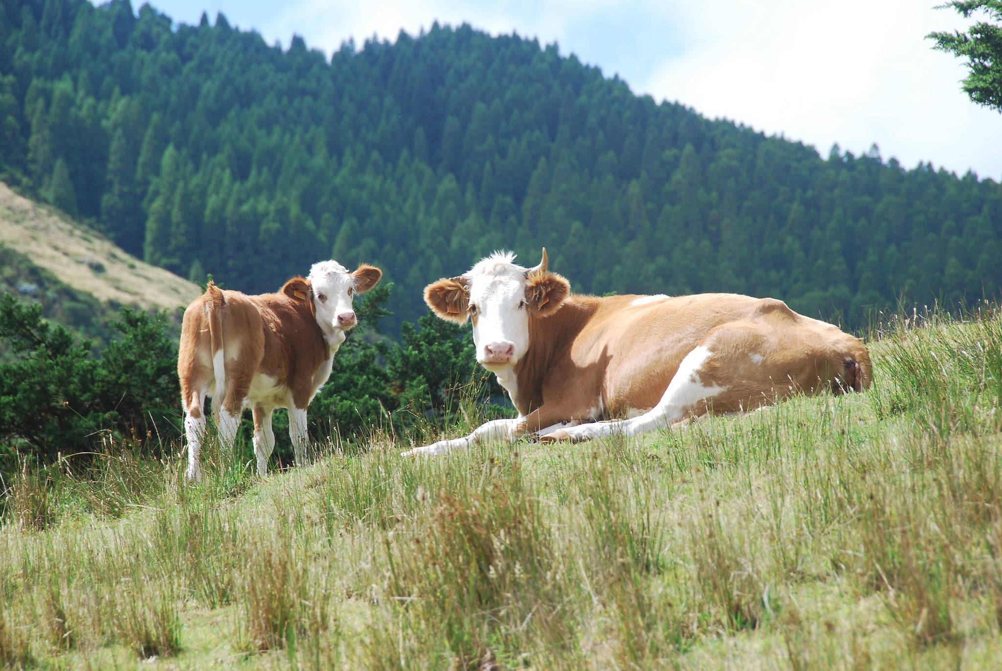 brown-and-white cattle and calf, forest, hills, cows, rural Scene