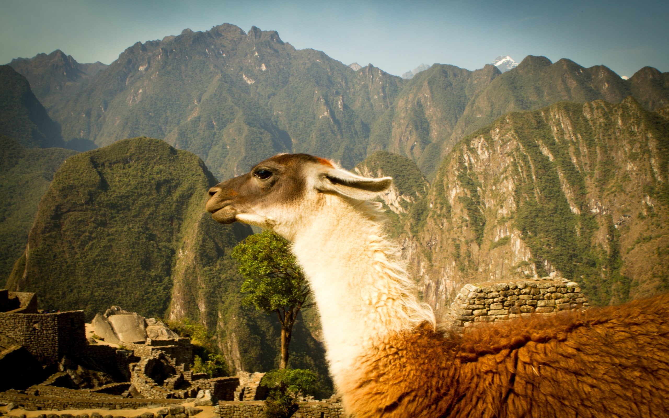 alpaca