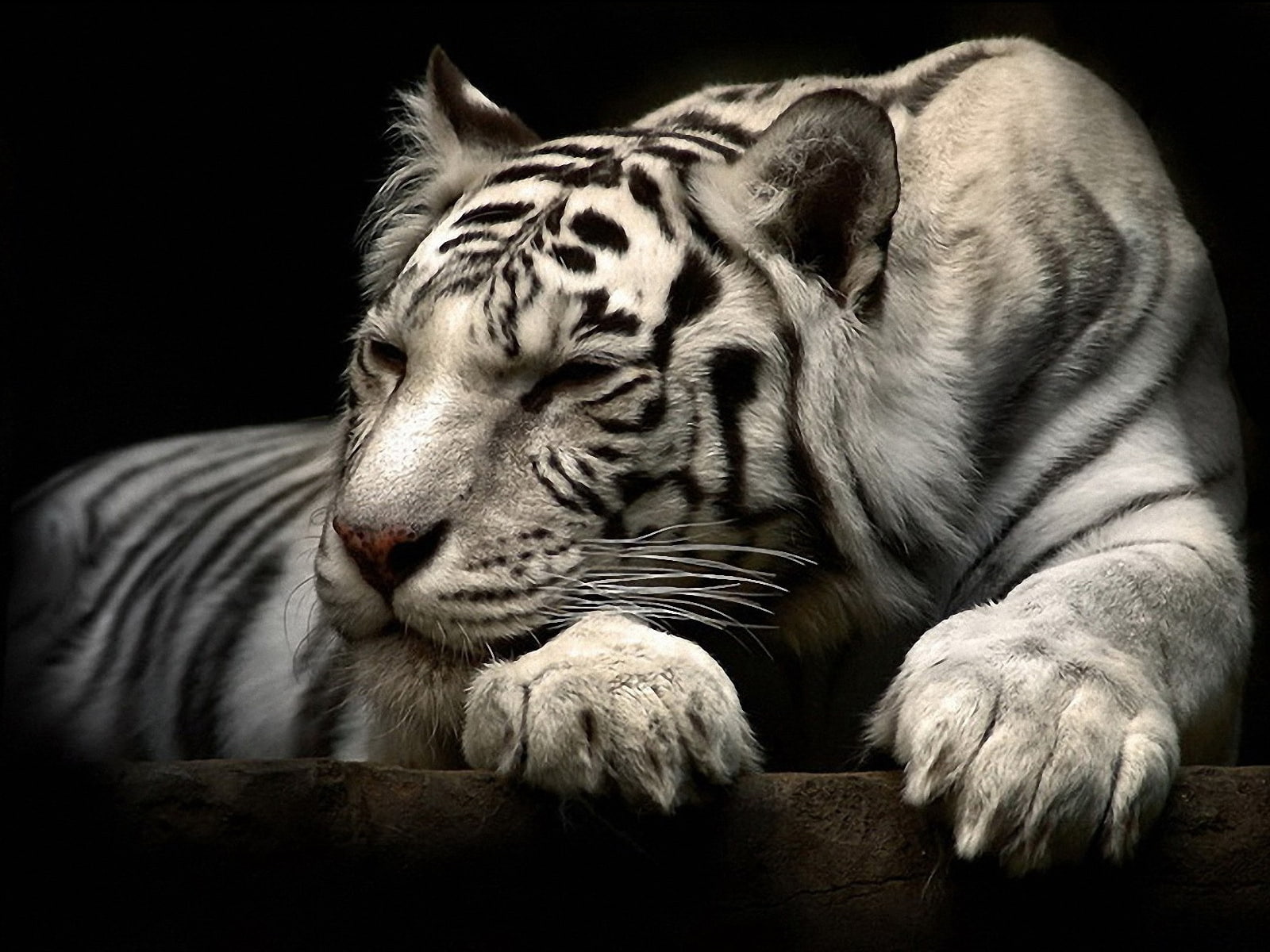 tiger, animals, big cats