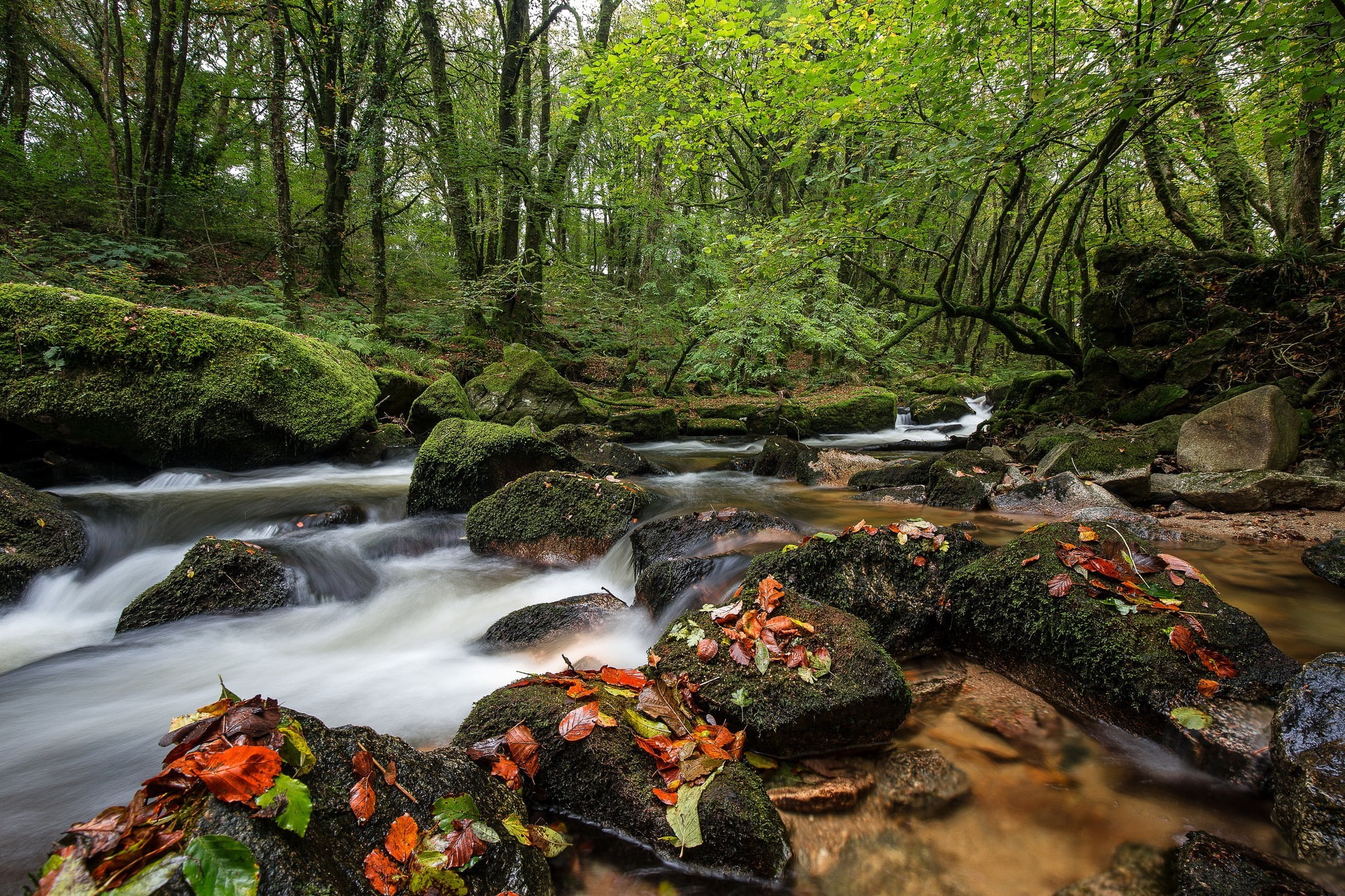 forest river