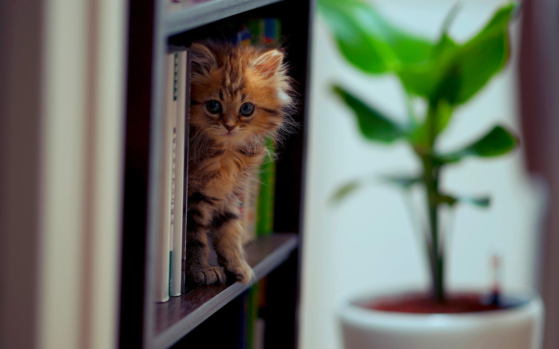 Hello Kitty!, shelf, daisy, books, animals