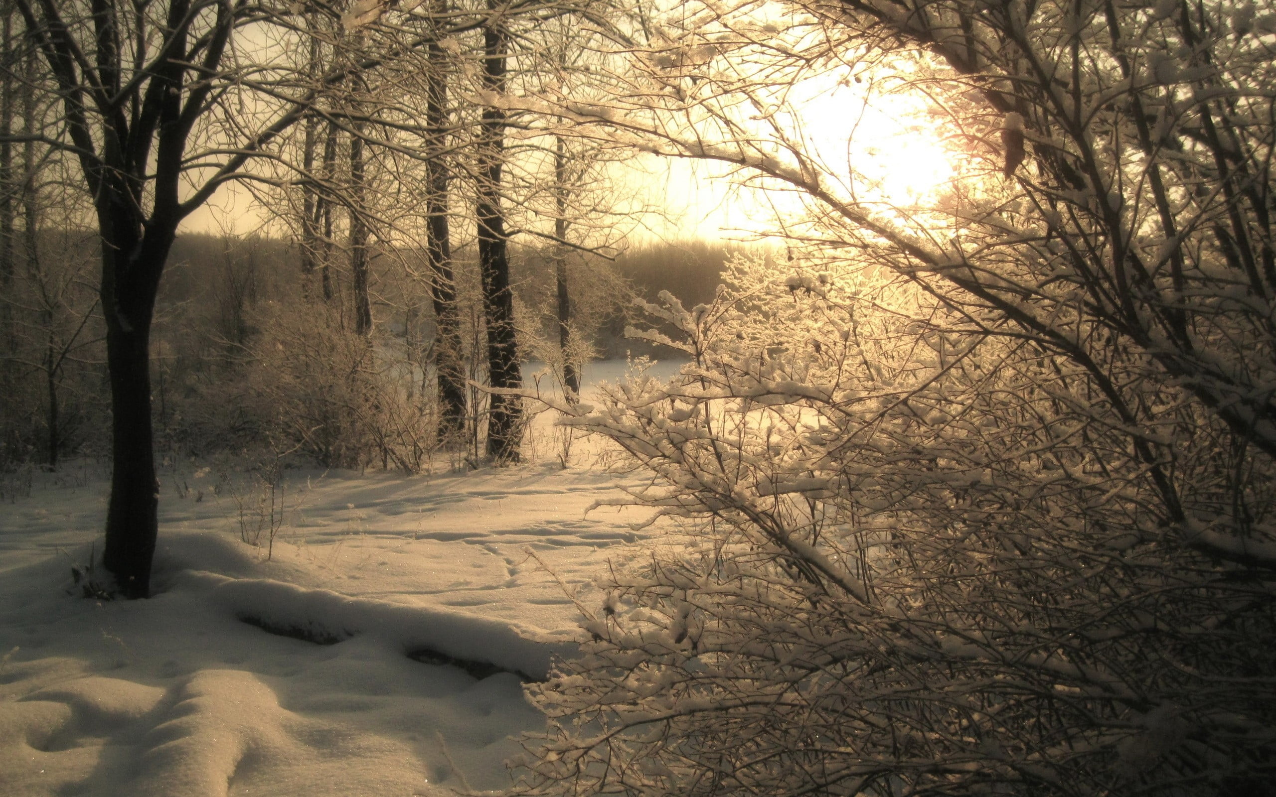 white and black wooden frame, nature, trees, snow, winter, dappled sunlight