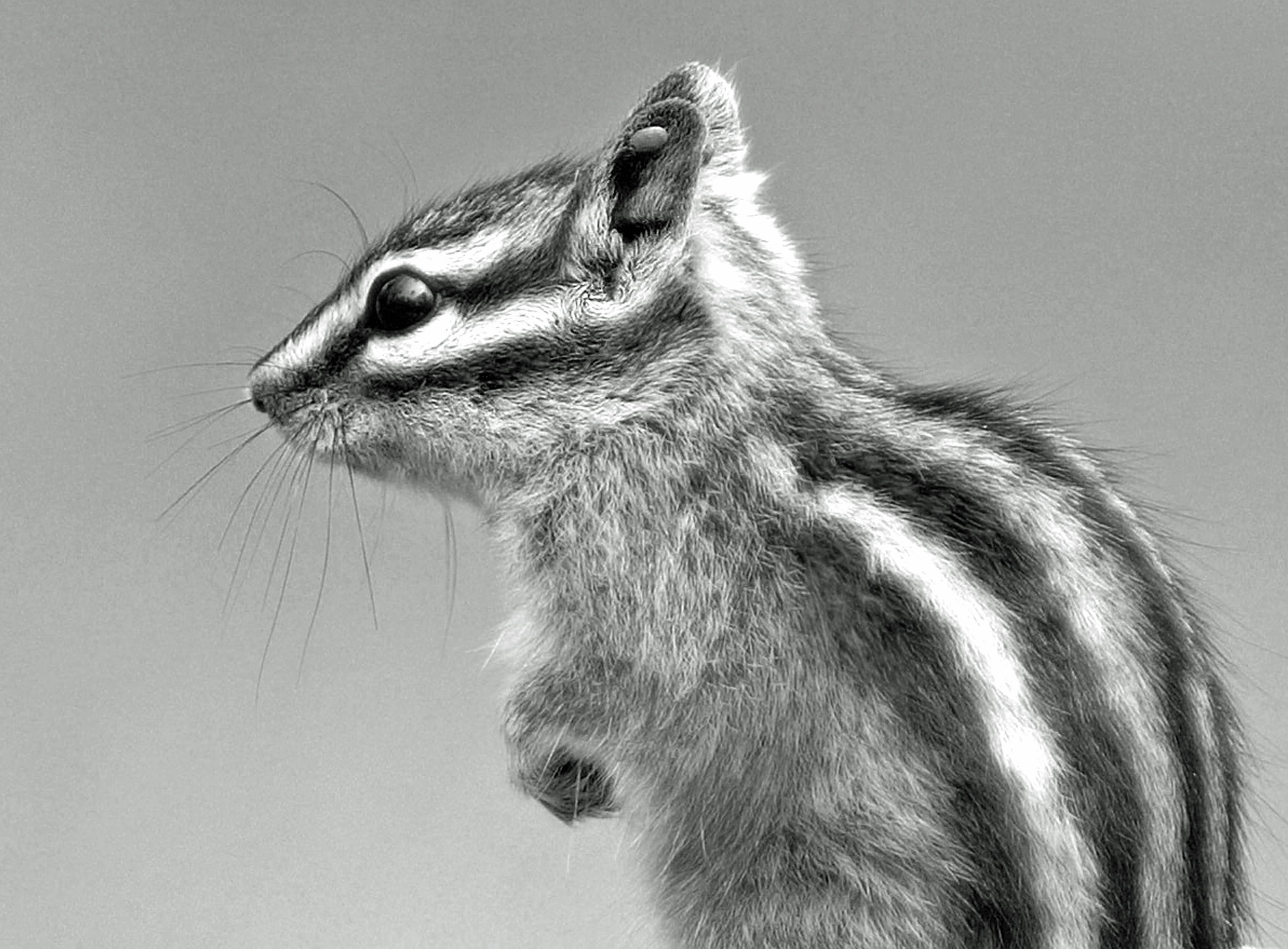 close-up grayscale photo of squirrel, chipmunk, chipmunk, photograph