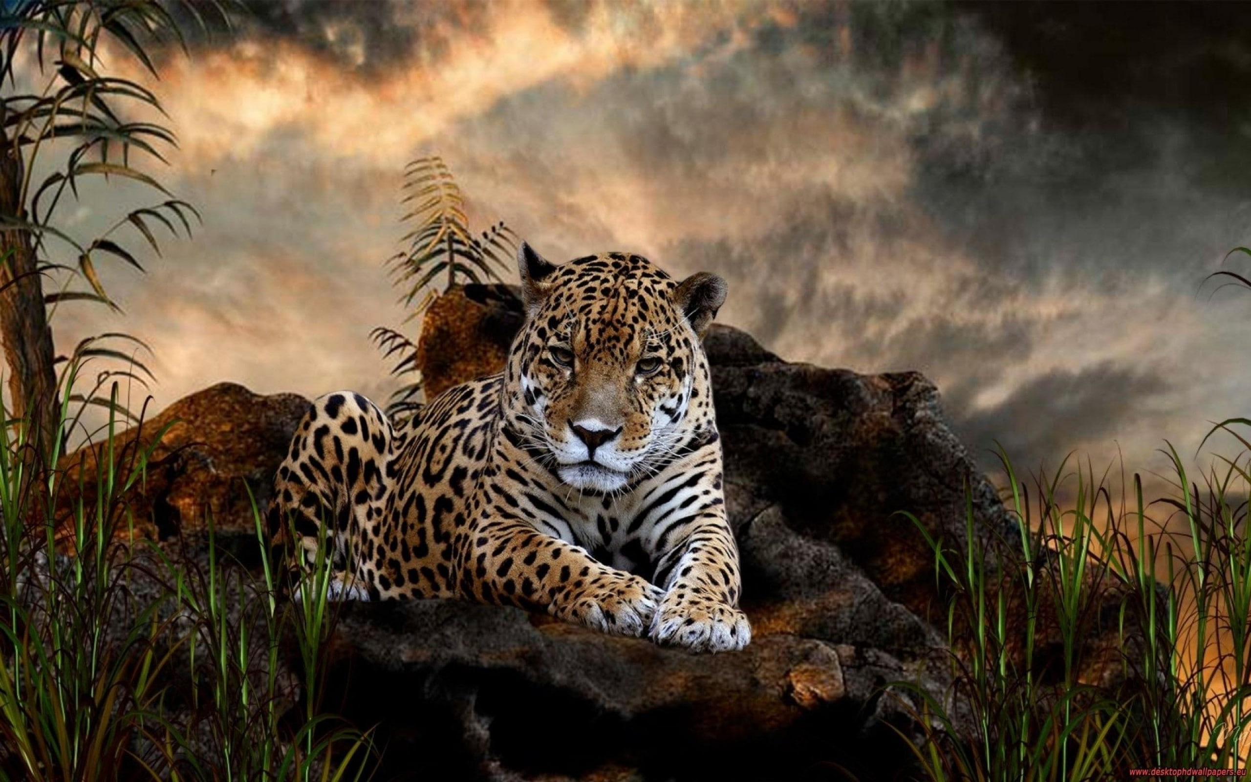 animals, leopard (animal), wildlife, feline, mammals, big cats