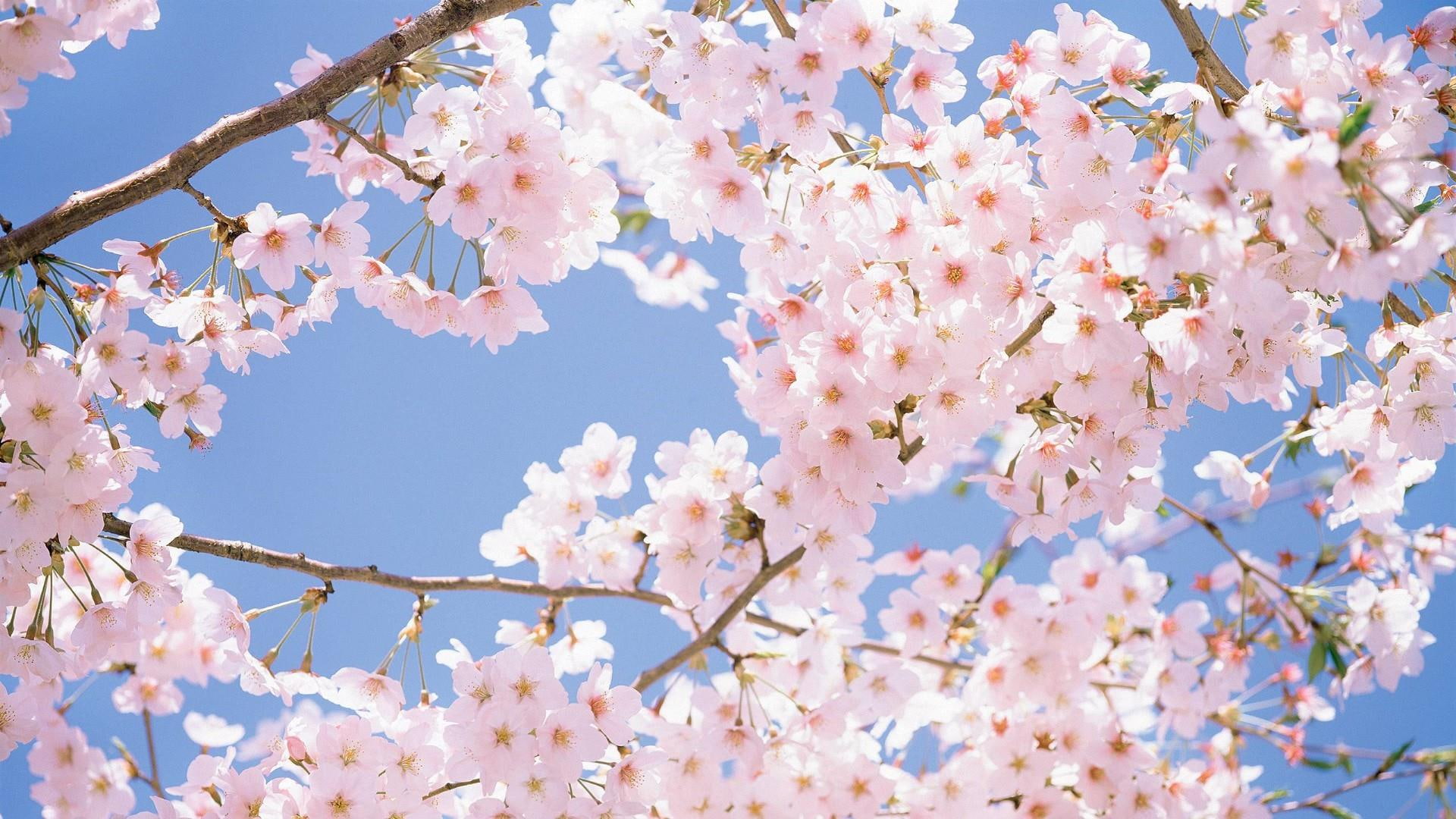 plant, cherry blossom, flower, spring, sky, sunlight, sakura