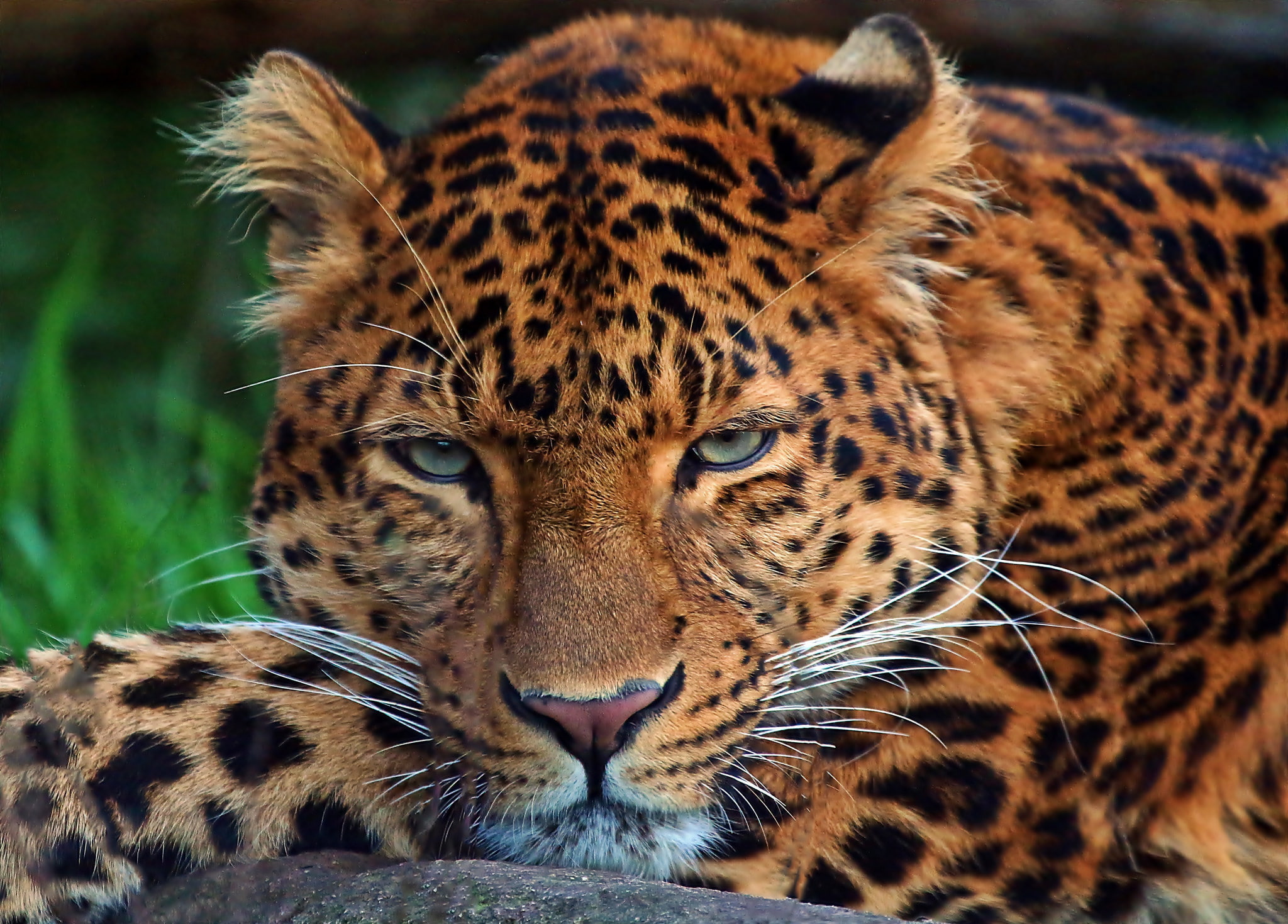 Leopard, Predator, Muzzle