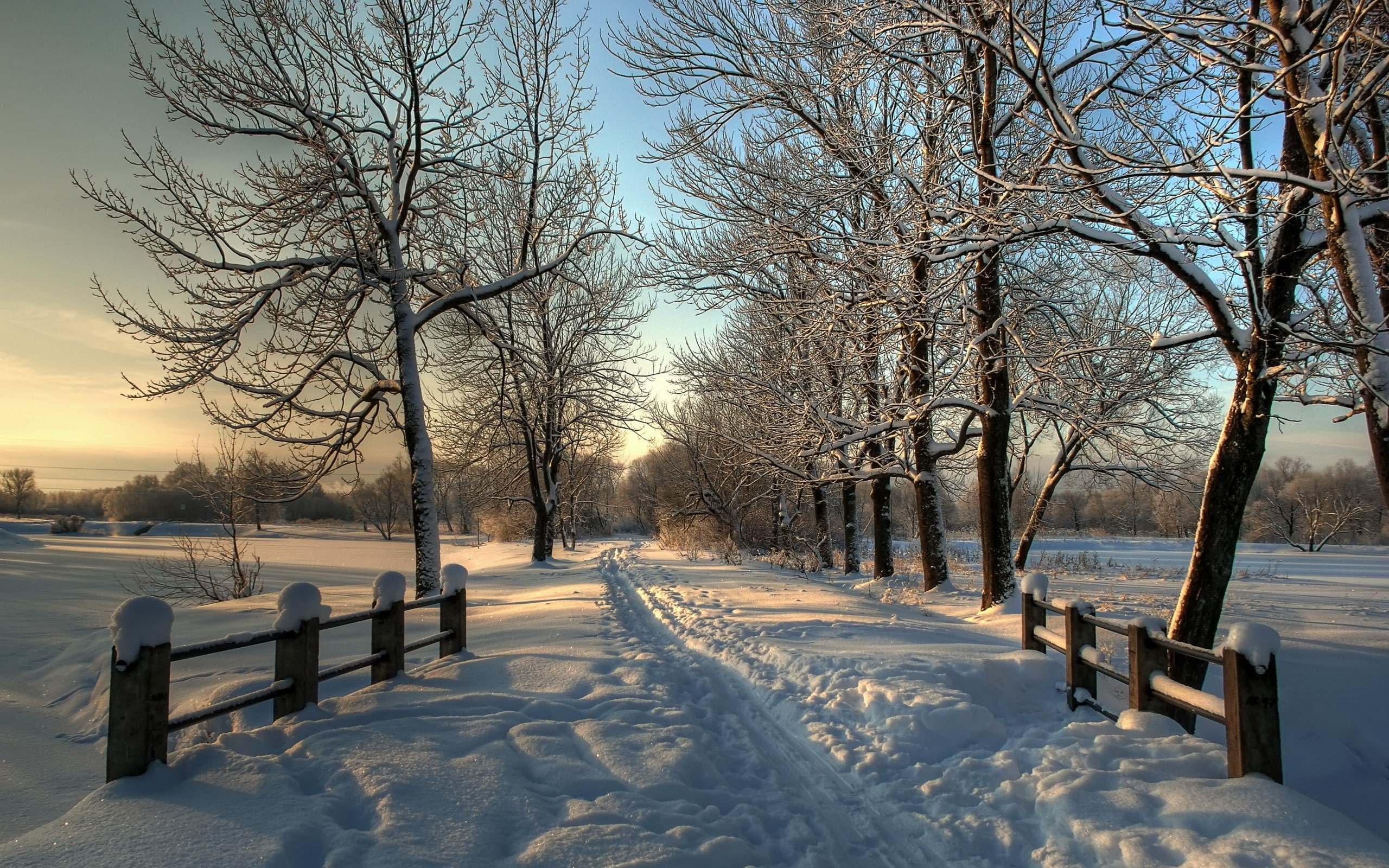 winter, snow, cold temperature, tree, bare tree, covering, nature