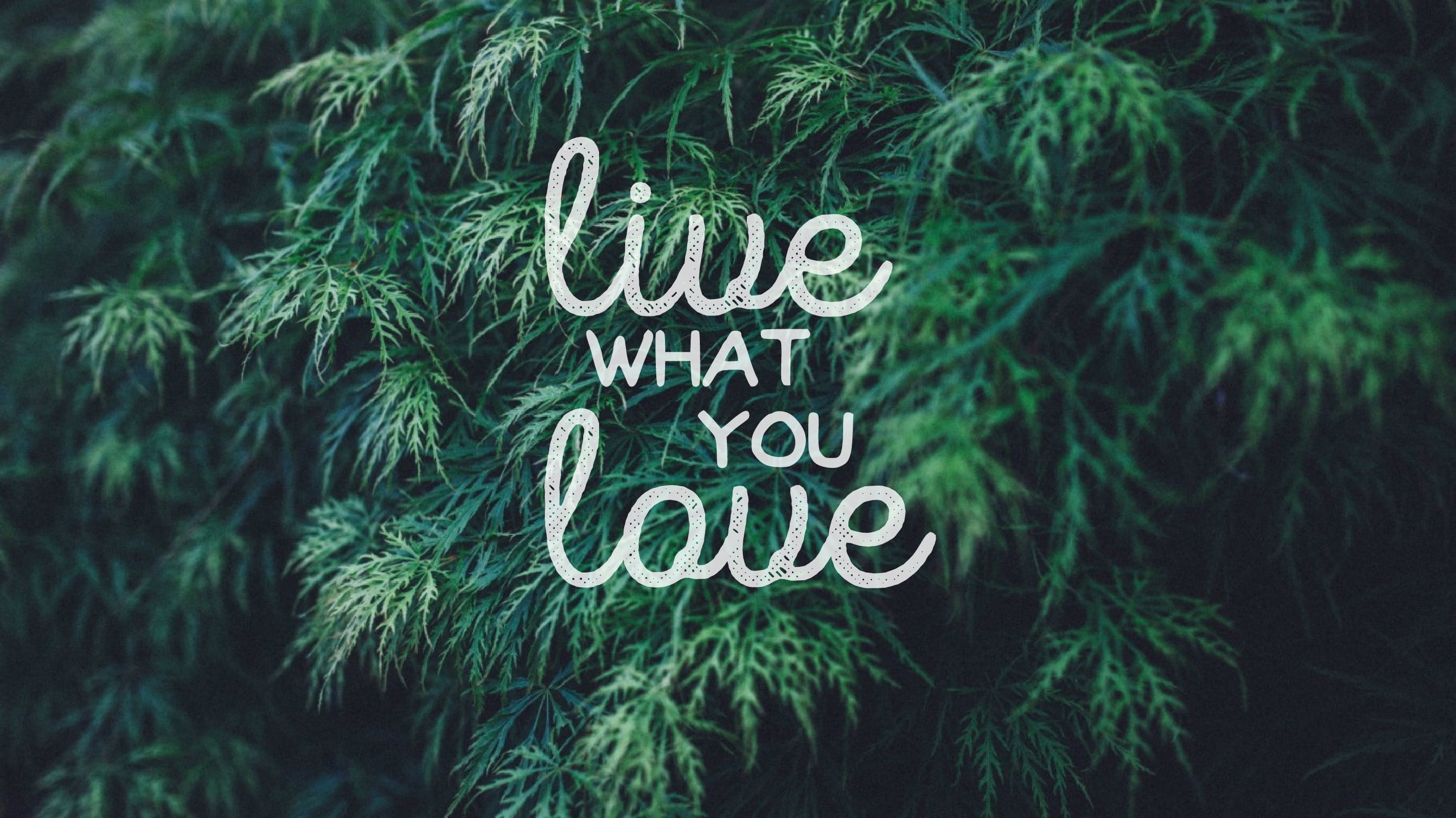live what you love sign, quote, typography, text, plant, communication