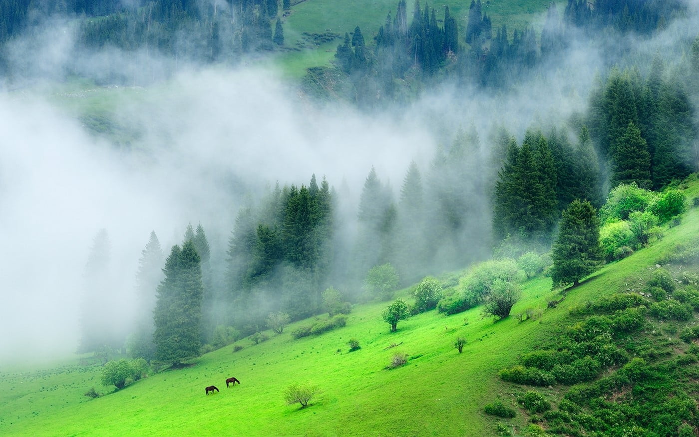 green forest mountain, nature, landscape, mist, morning, grass
