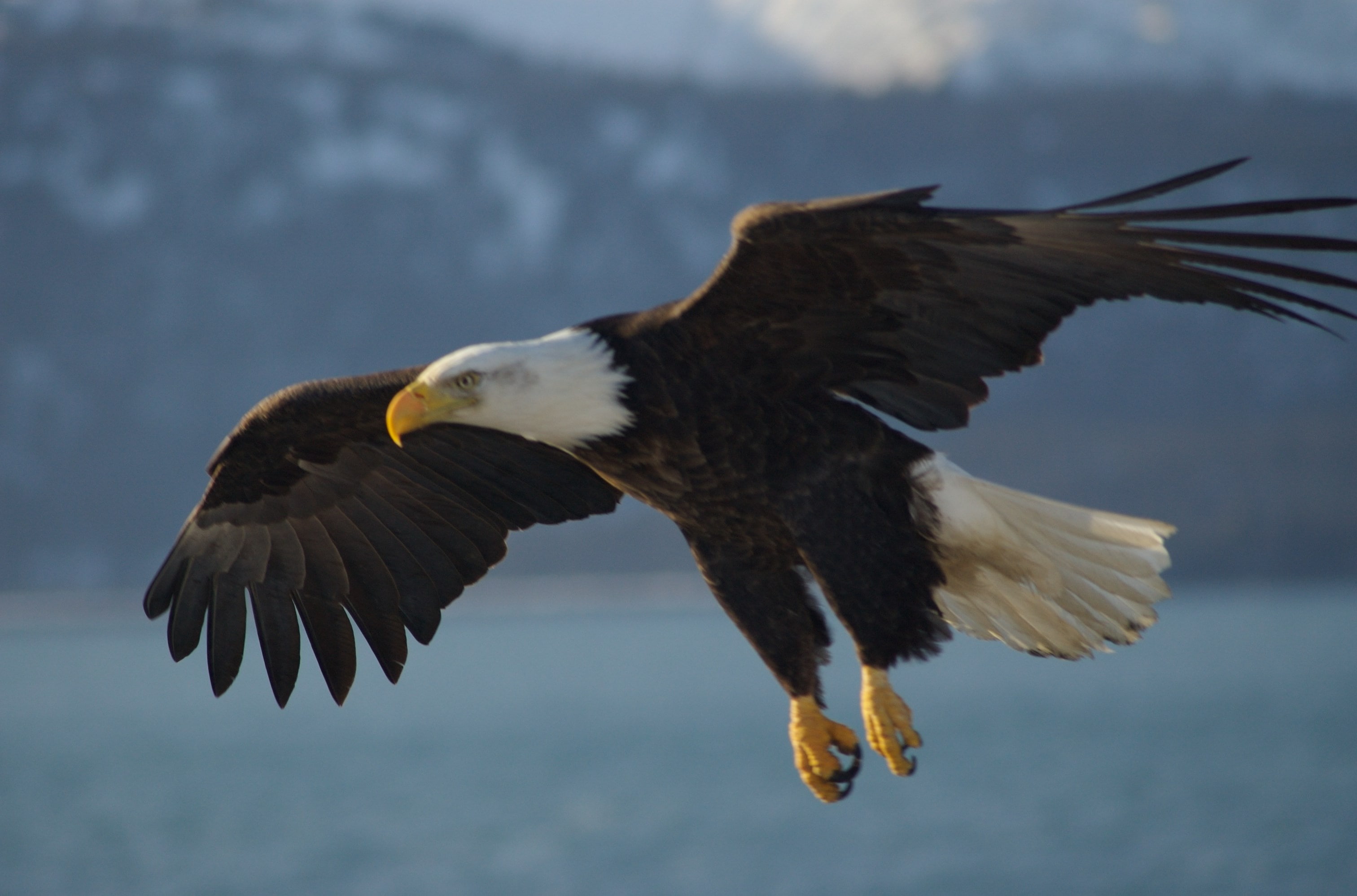 bald eagle