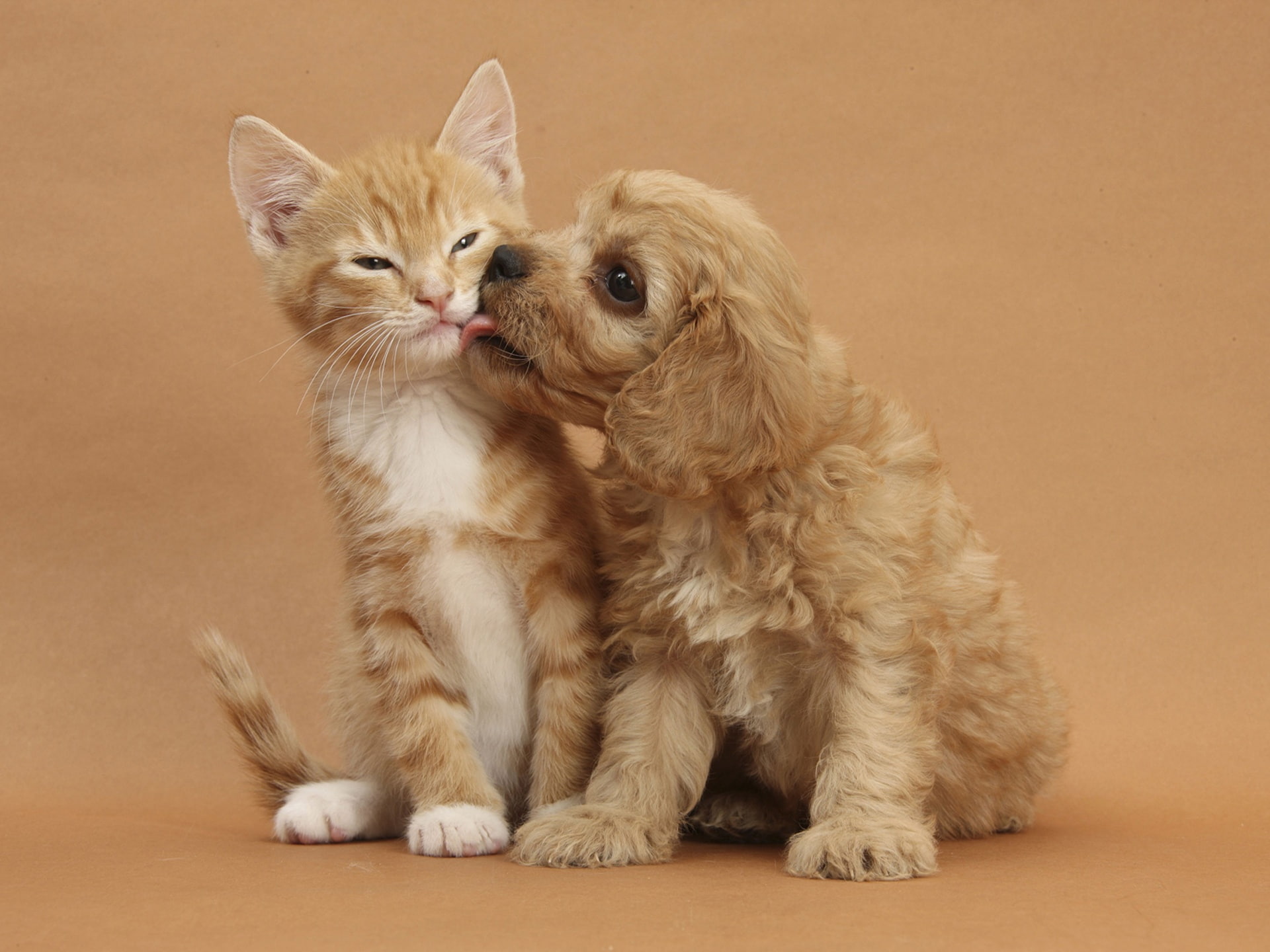 Kitten with puppy's friendship