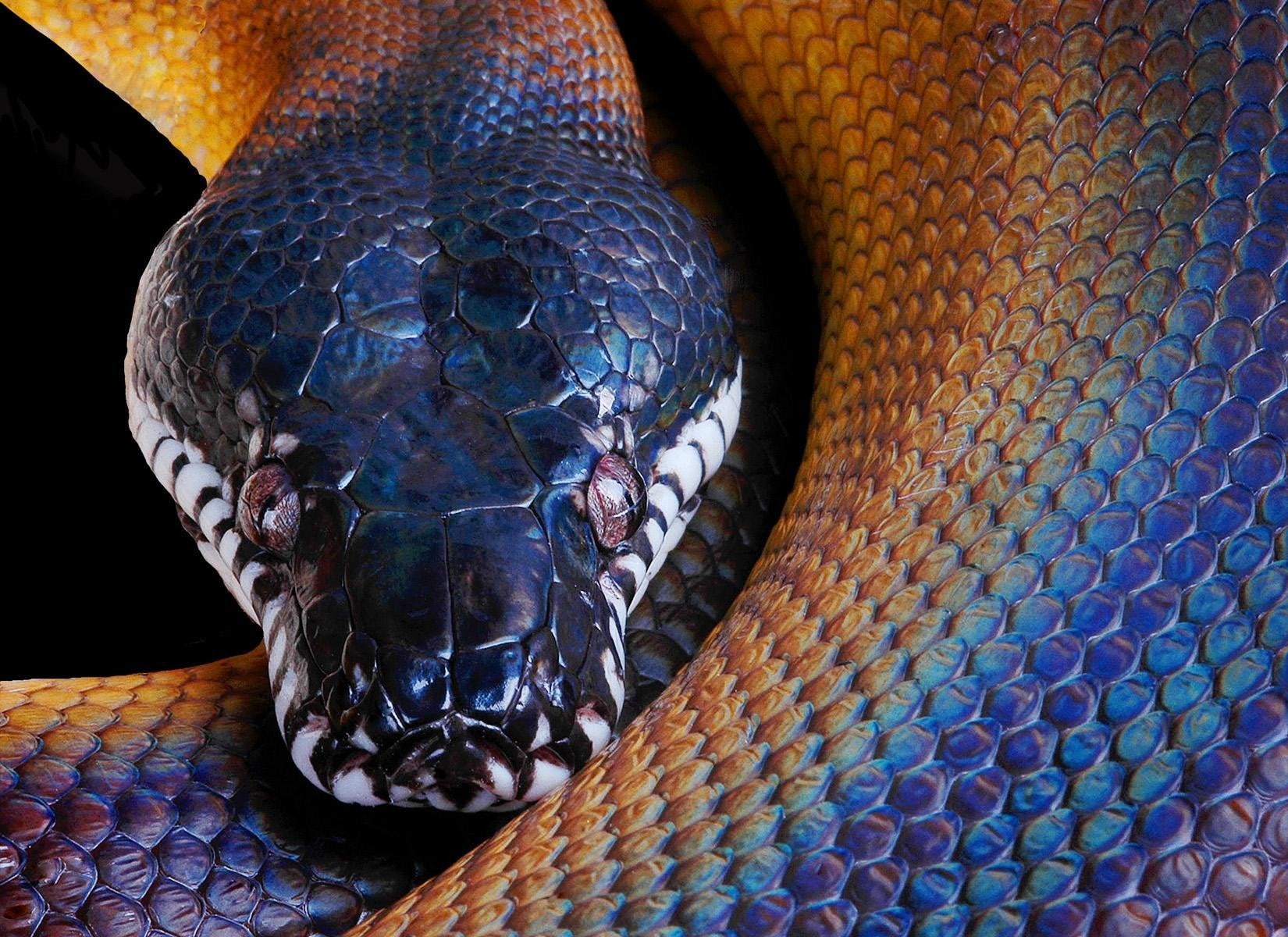 python