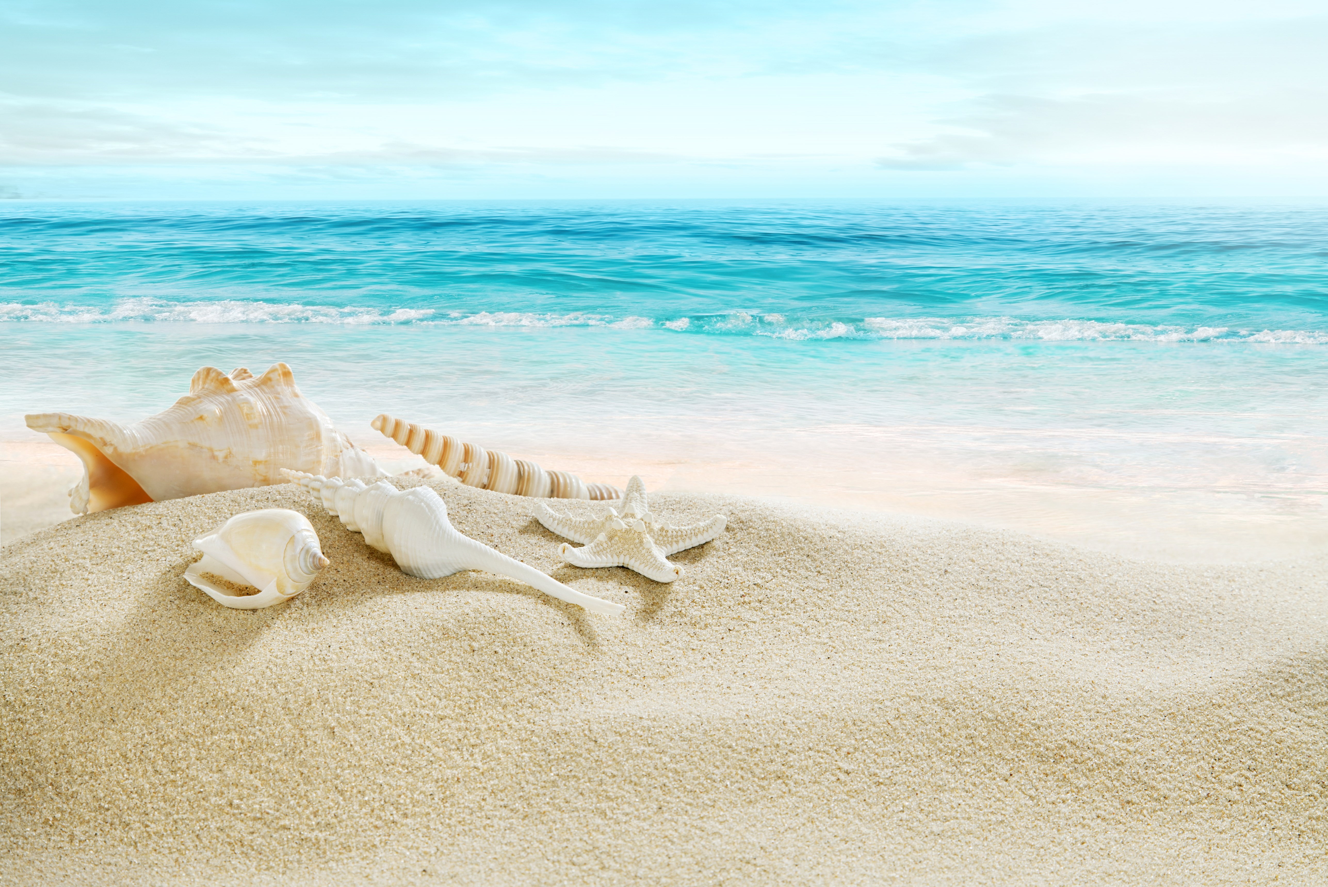 shell