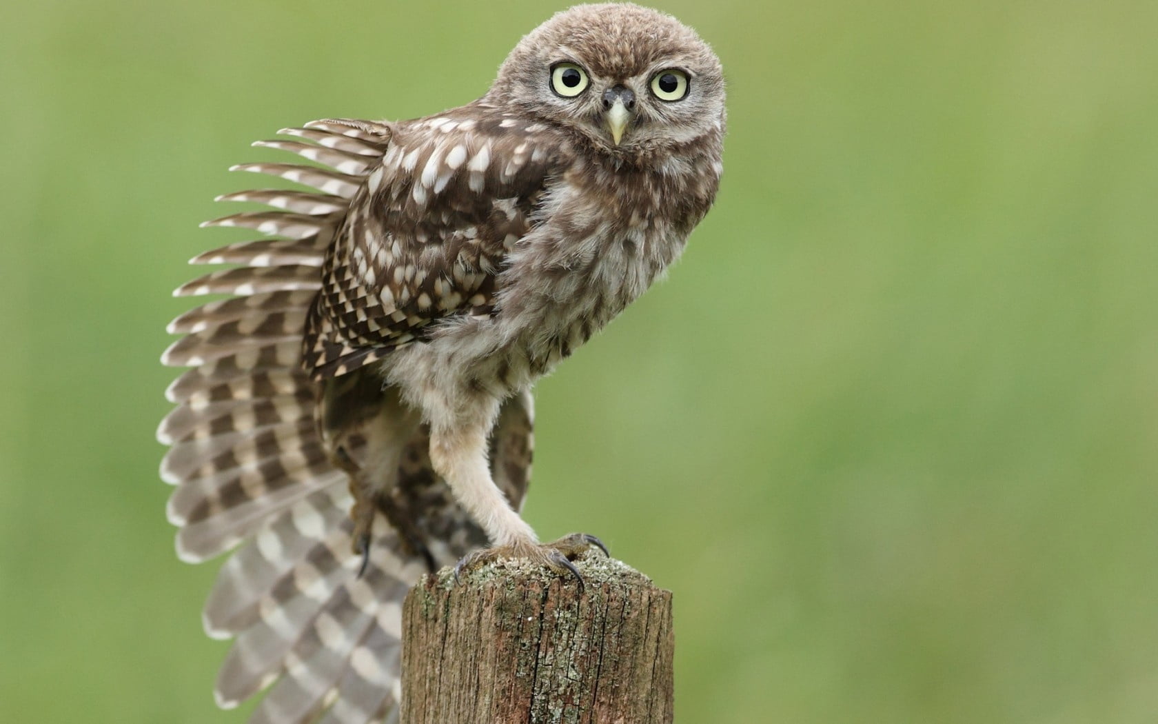 gray and white owl, bird, tree stump, sitting, stretching, wing
