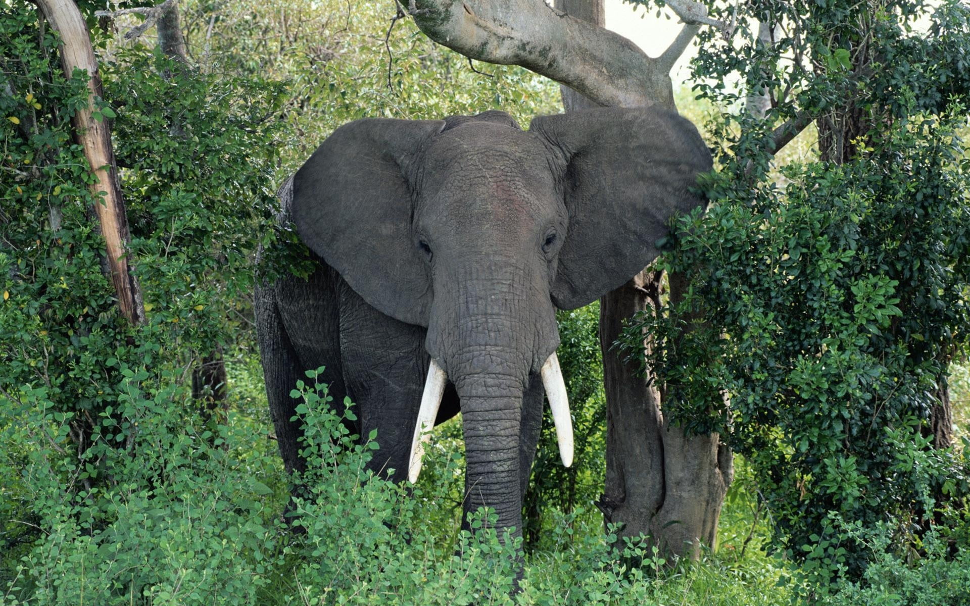African elephant, ears, walk, trees, grass, wildlife, nature