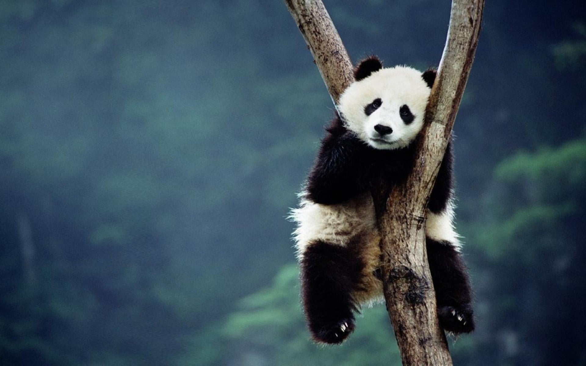 panda animal, trees, sitting, depth of field, forest, mammal