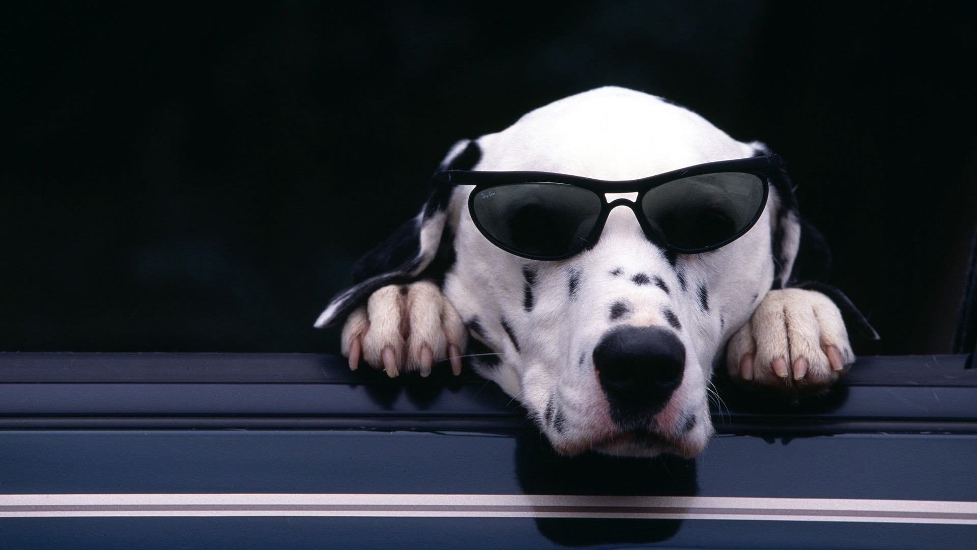 adult dalmatian, face, sunglasses, dog, pets, animal, canine