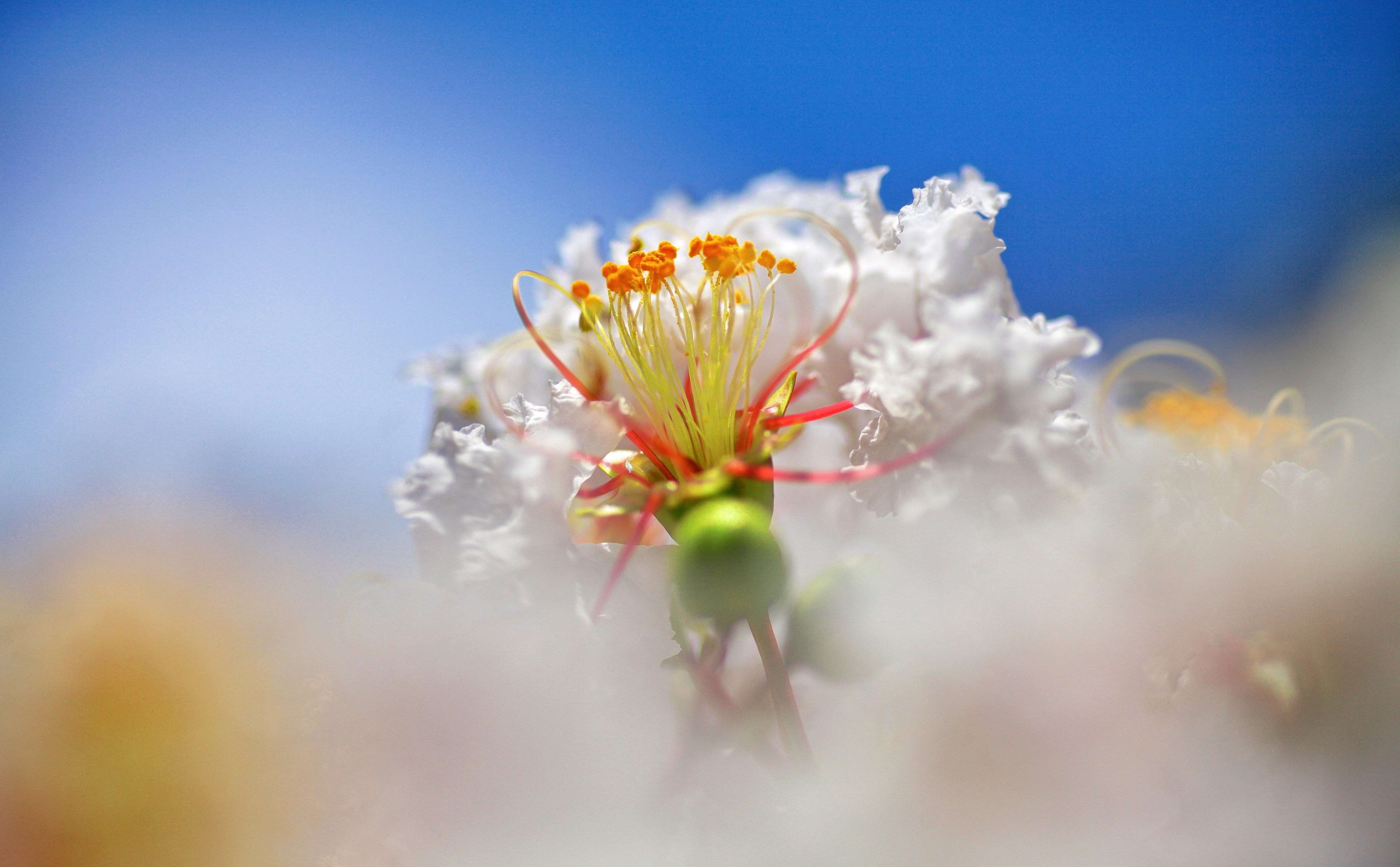 White Crape Myrtle Flower Macro, Aero, Japan, Stamens, close-up