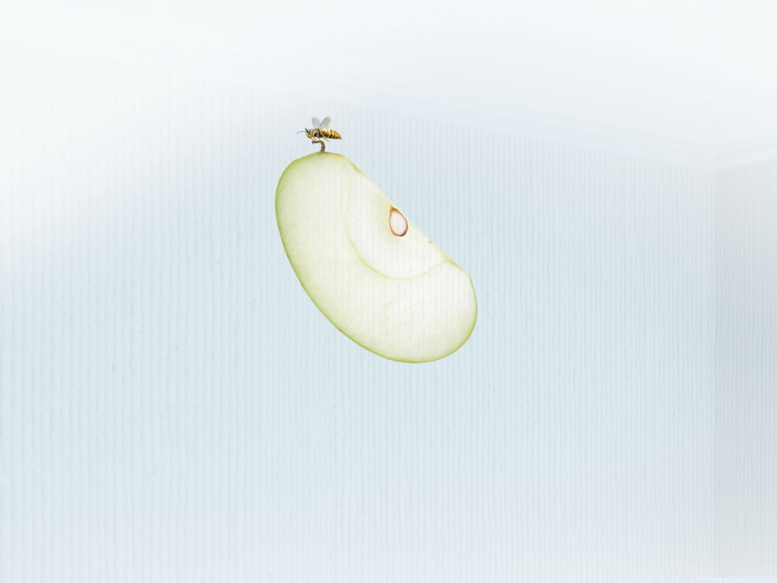 insect, apples, minimalism, healthy eating, fruit, food and drink