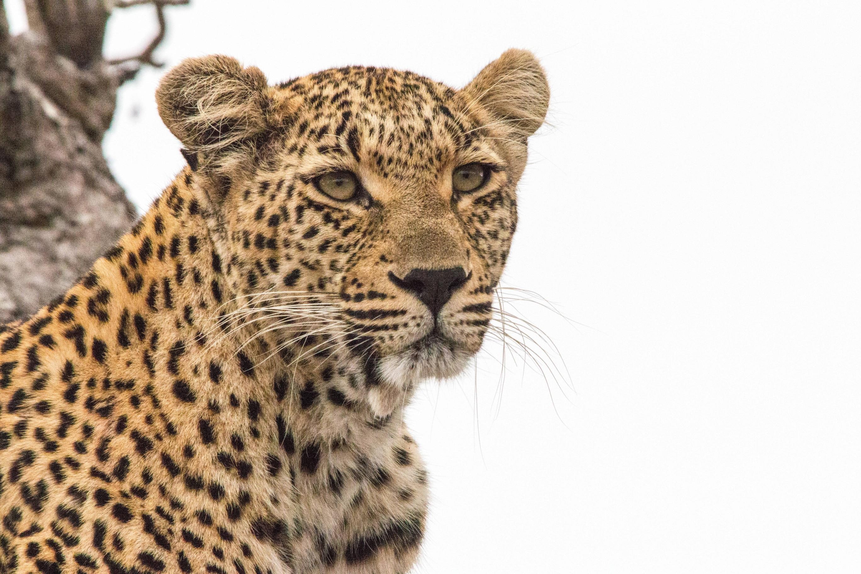 leopard