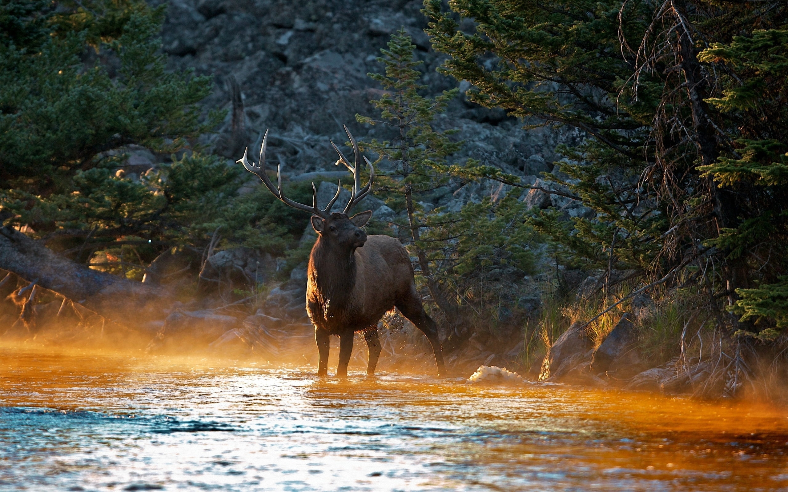 gray moose, deer, river, mountains, light, shade, trees, nature