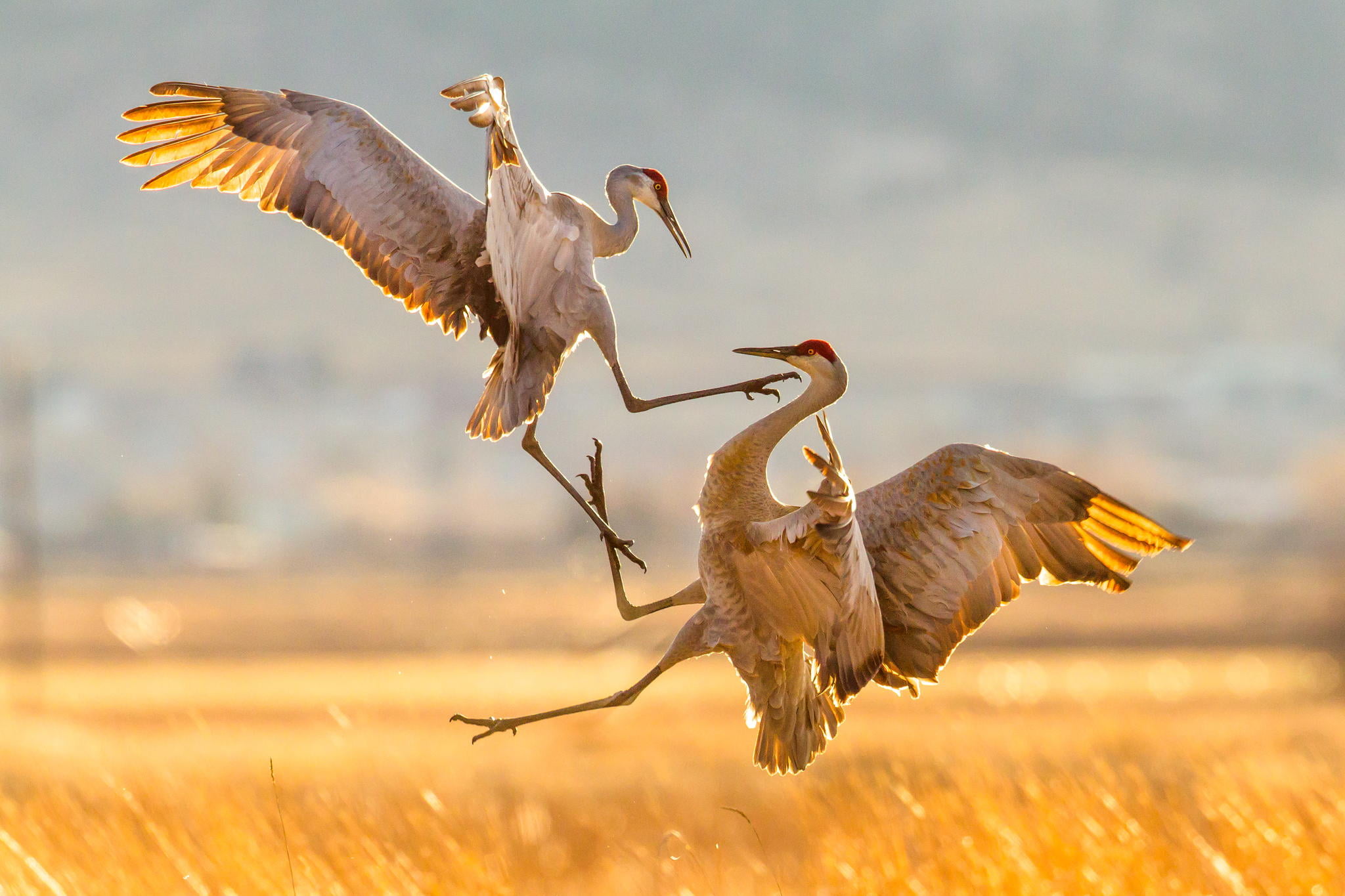 birds, nature, attack, migration, Sandhill Cranes
