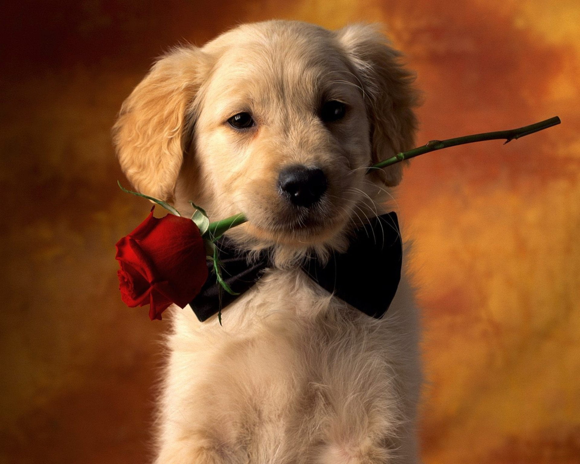 golden retriever puppy, Dogs, Animal, Cute, Pet, Red Rose, pets