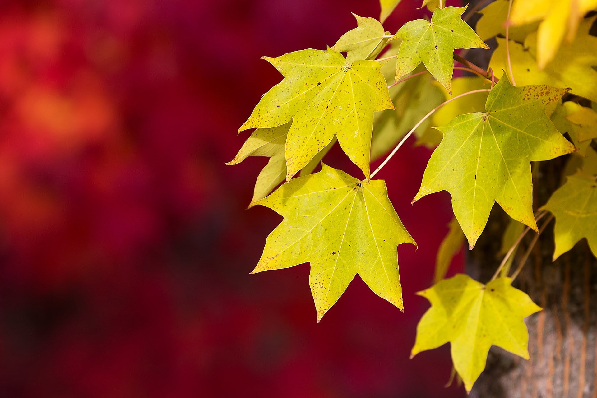 leaf, plant part, yellow, maple leaf, no people, close-up, red