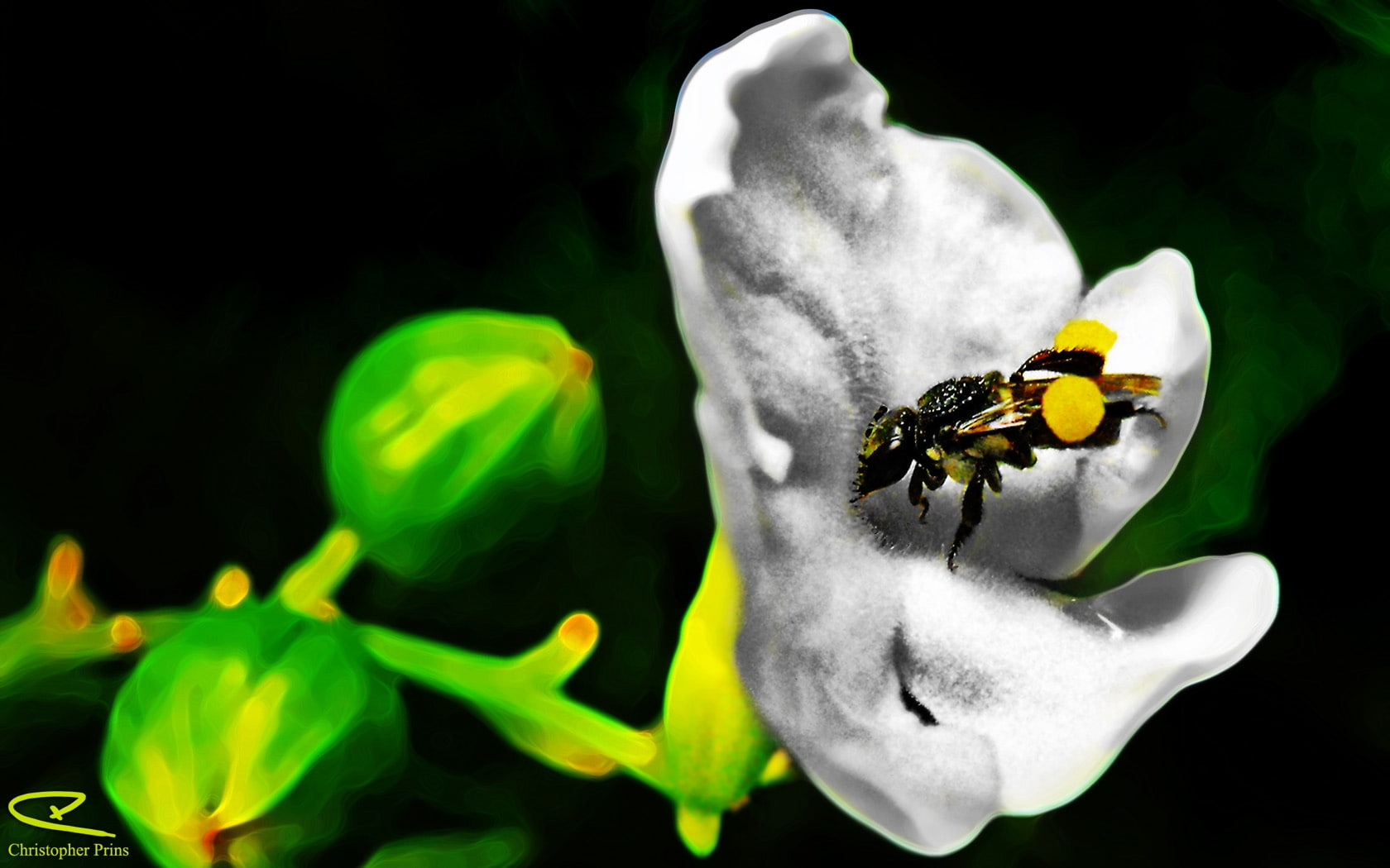 australian insect Australian Native Bee Animals Bugs HD Art, photography