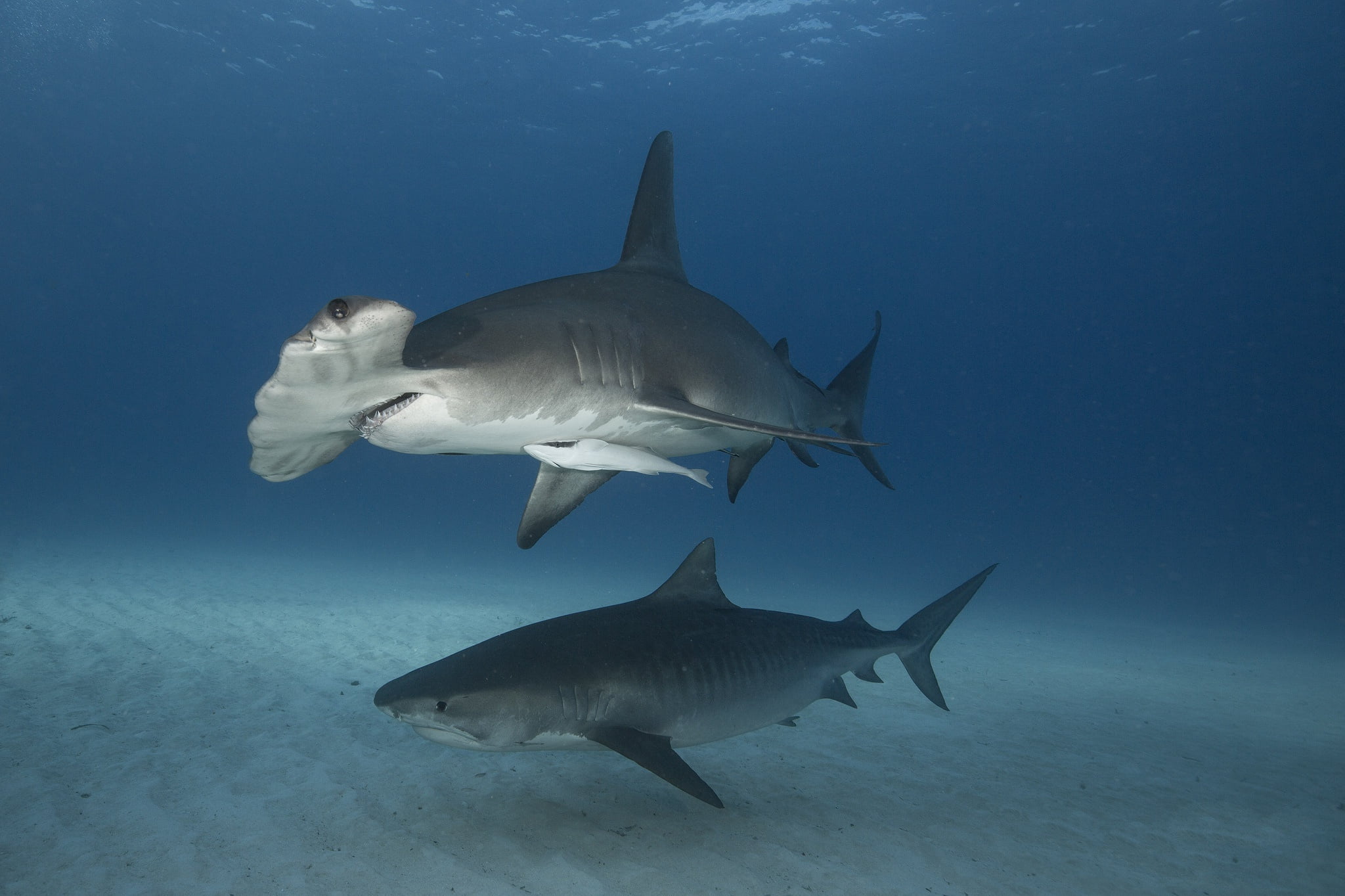 Sharks, Hammerhead Shark, Sea Life, Underwater, predator (Animal)