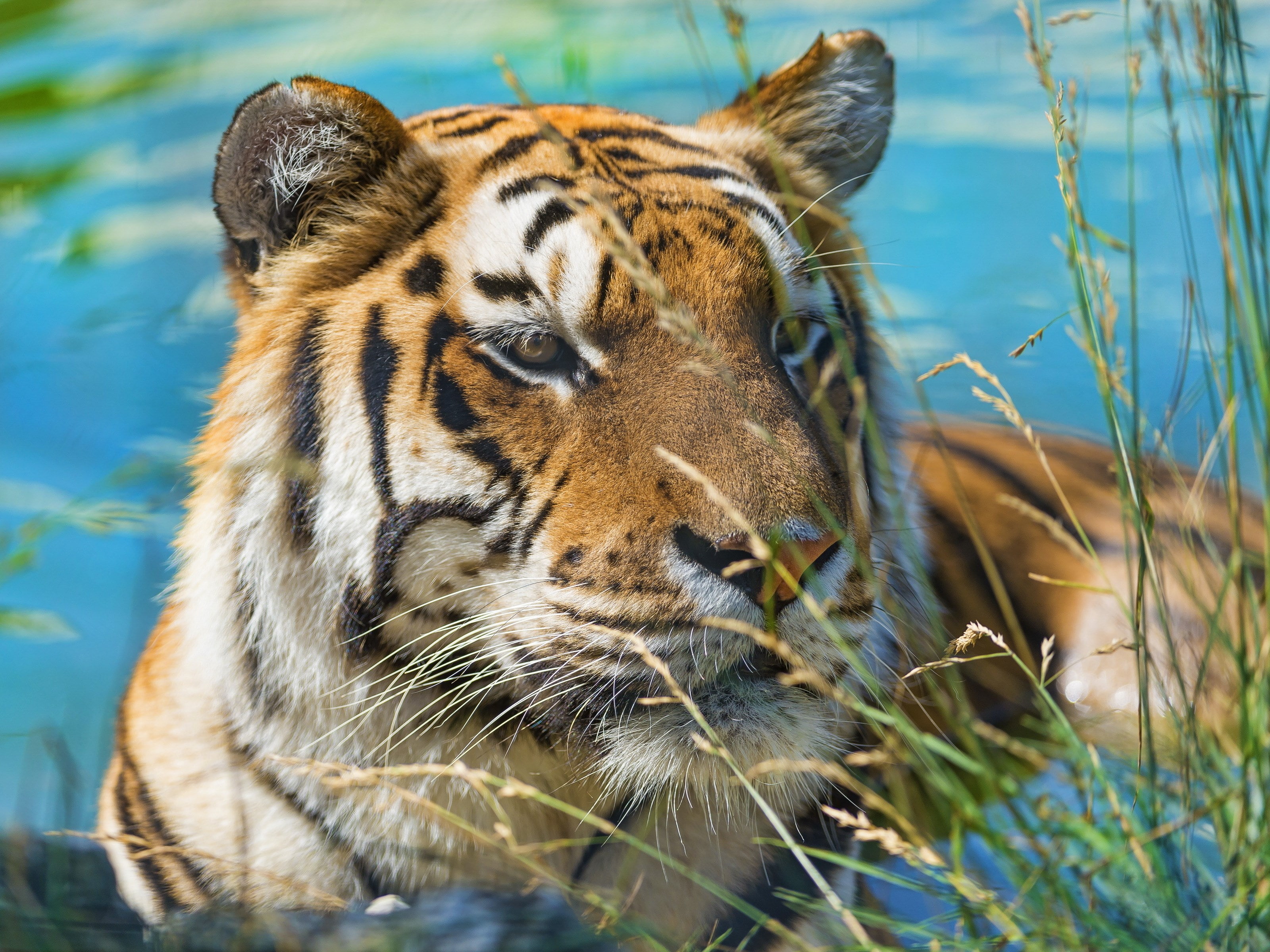 tiger