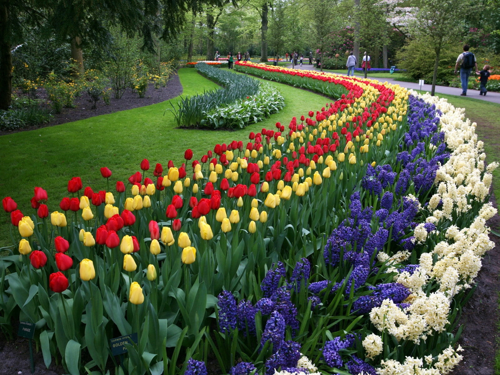 assorted-color tulips and hyacinths, flowers, flowerbed, park
