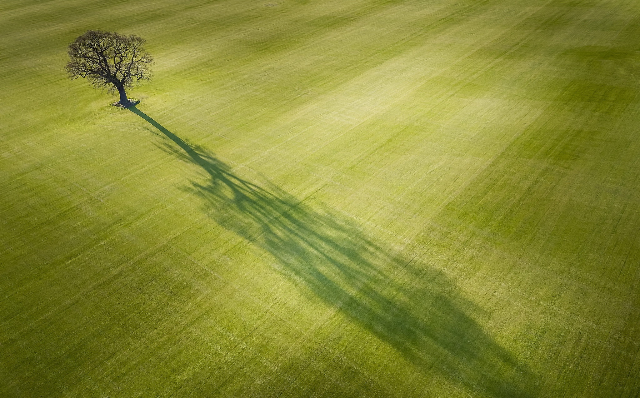 field, light, tree, shadow