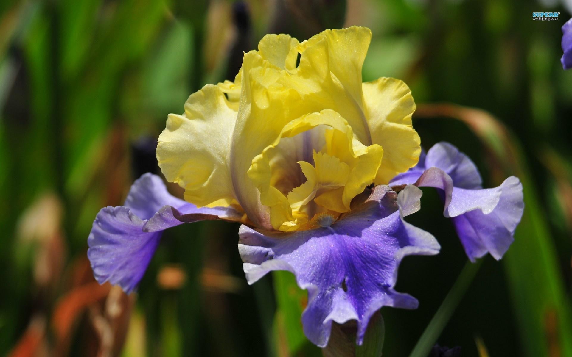 ~yellow & Purple Iris~, spring, lovely, nature, pretty, petals